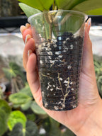 Hoya erythrostemma splash