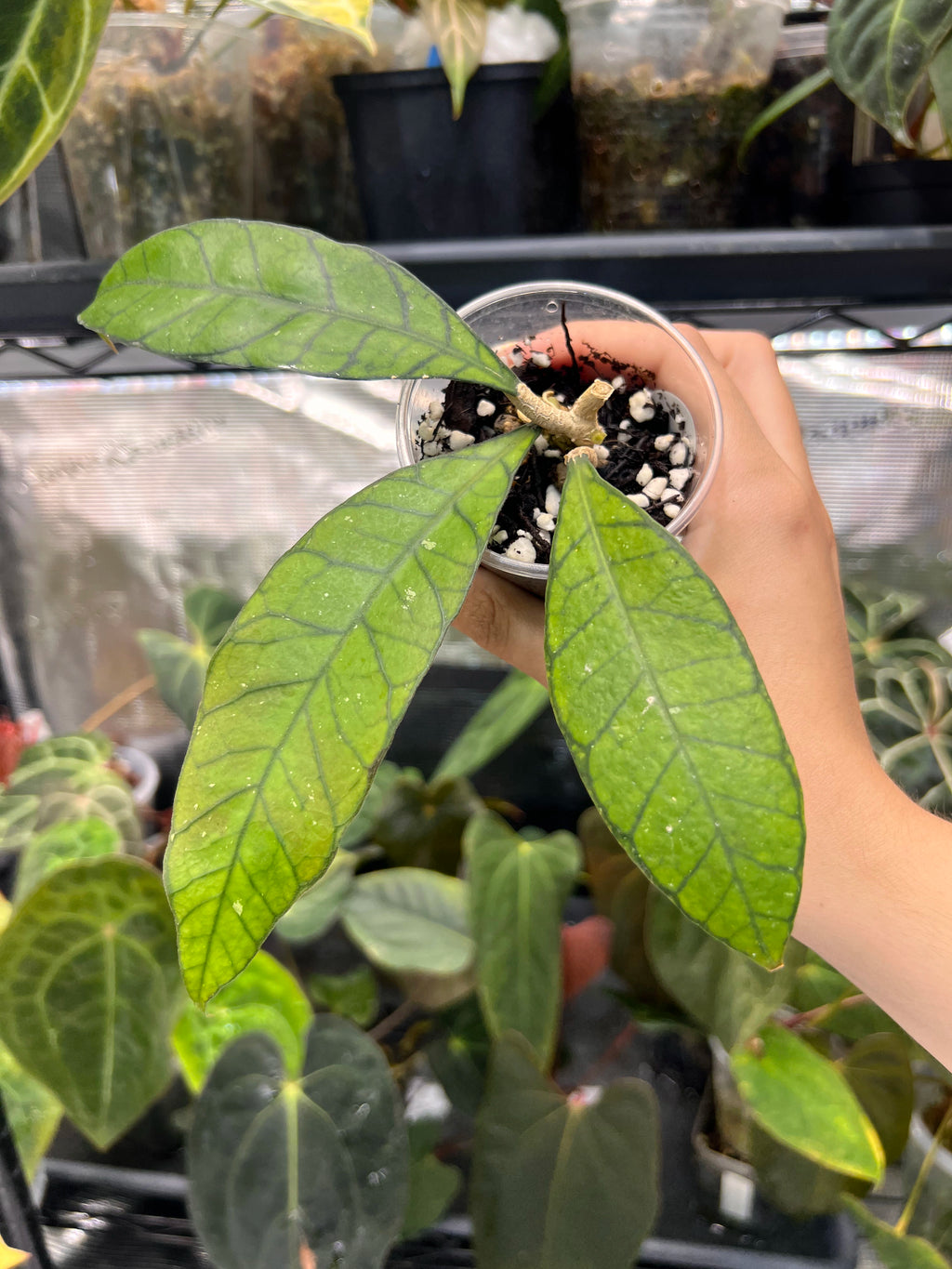 Hoya finlaysonii