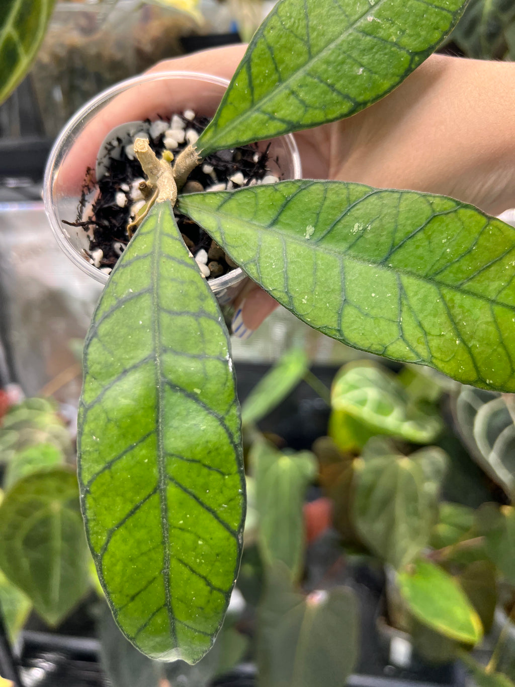 Hoya finlaysonii
