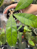Hoya finlaysonii