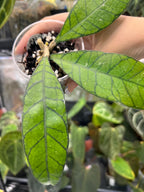 Hoya finlaysonii