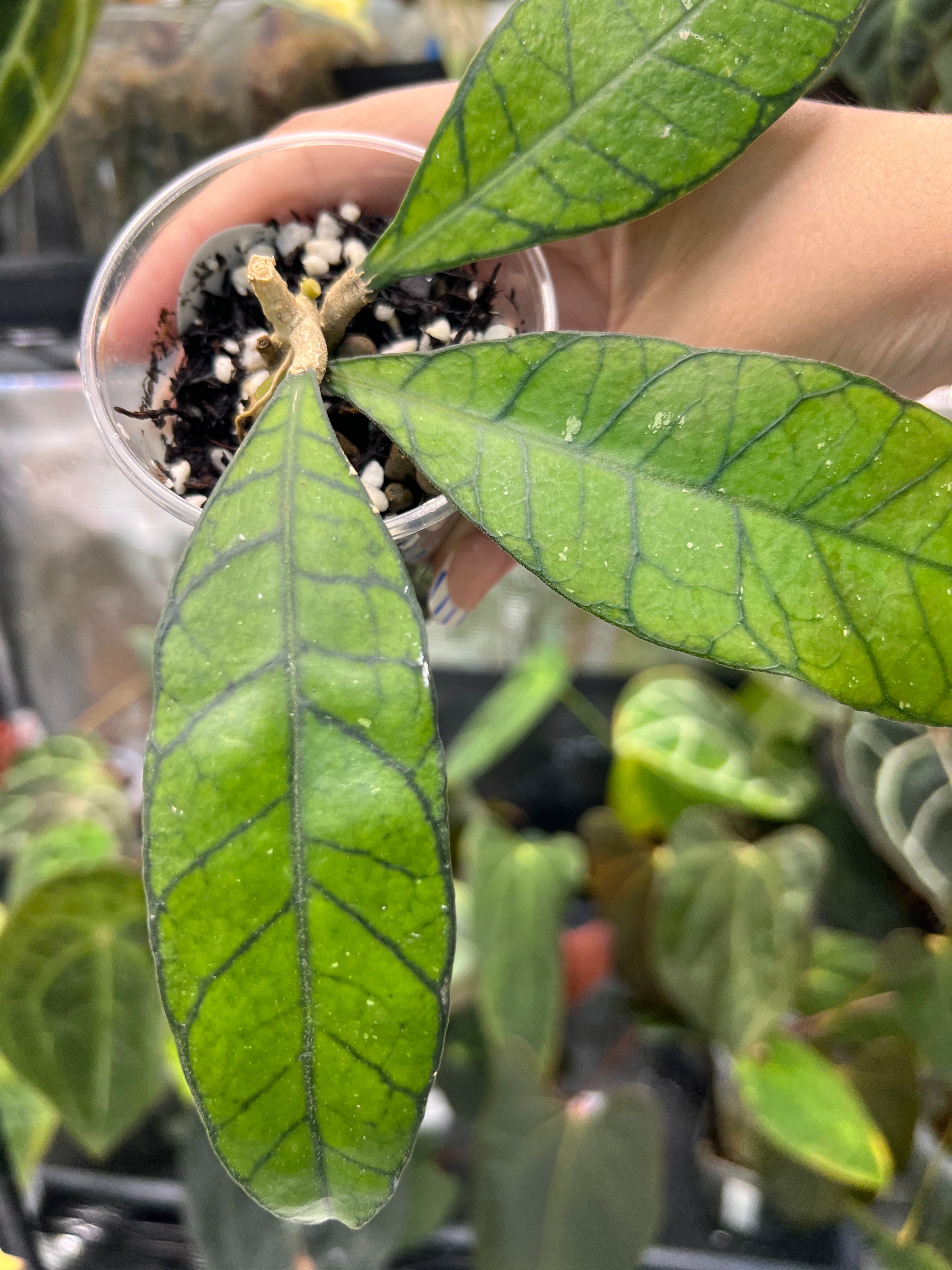 Hoya finlaysonii