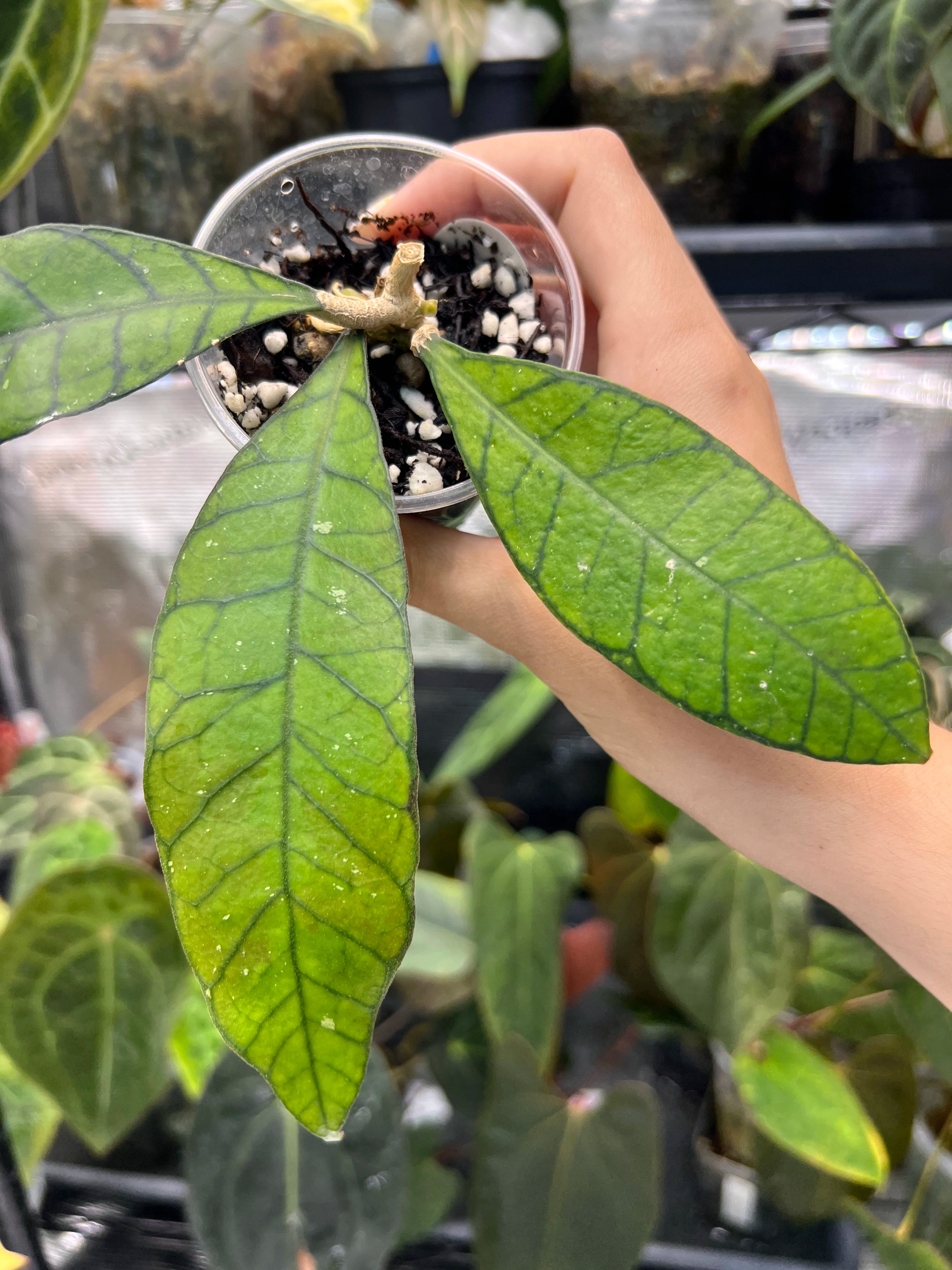 Hoya finlaysonii