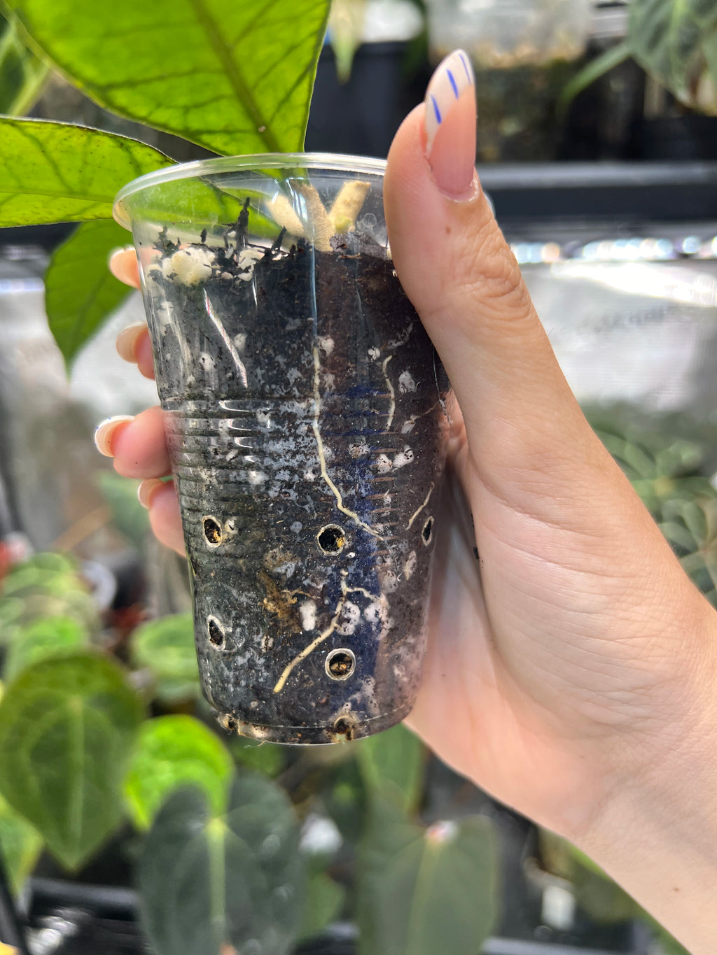 Hoya finlaysonii