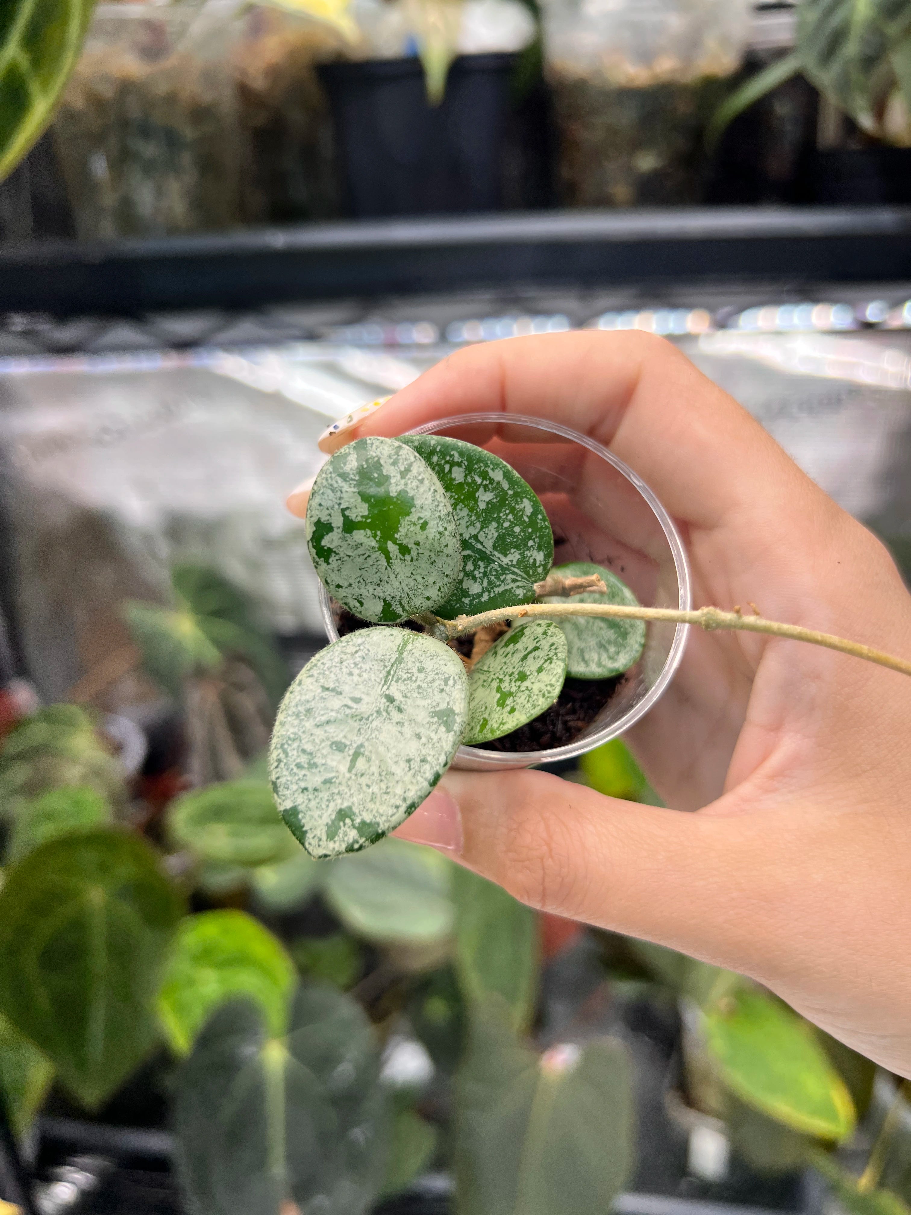 Hoya mathilde splash