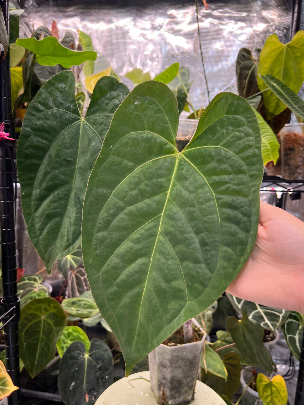 Anthurium (AoS df x AoS gf) x papillilaminum Incurved Lobes