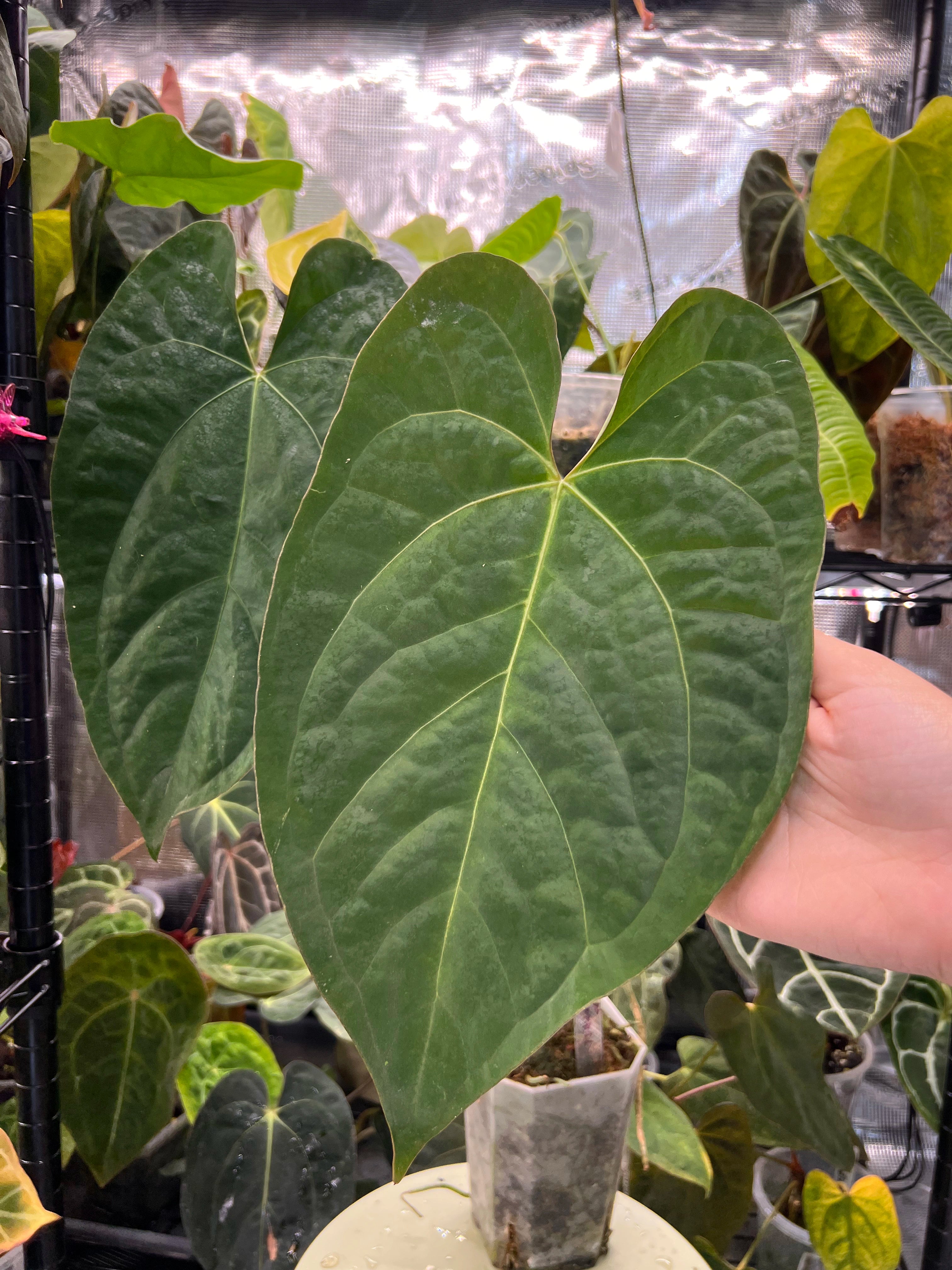 Anthurium (AoS df x AoS gf) x papillilaminum Incurved Lobes