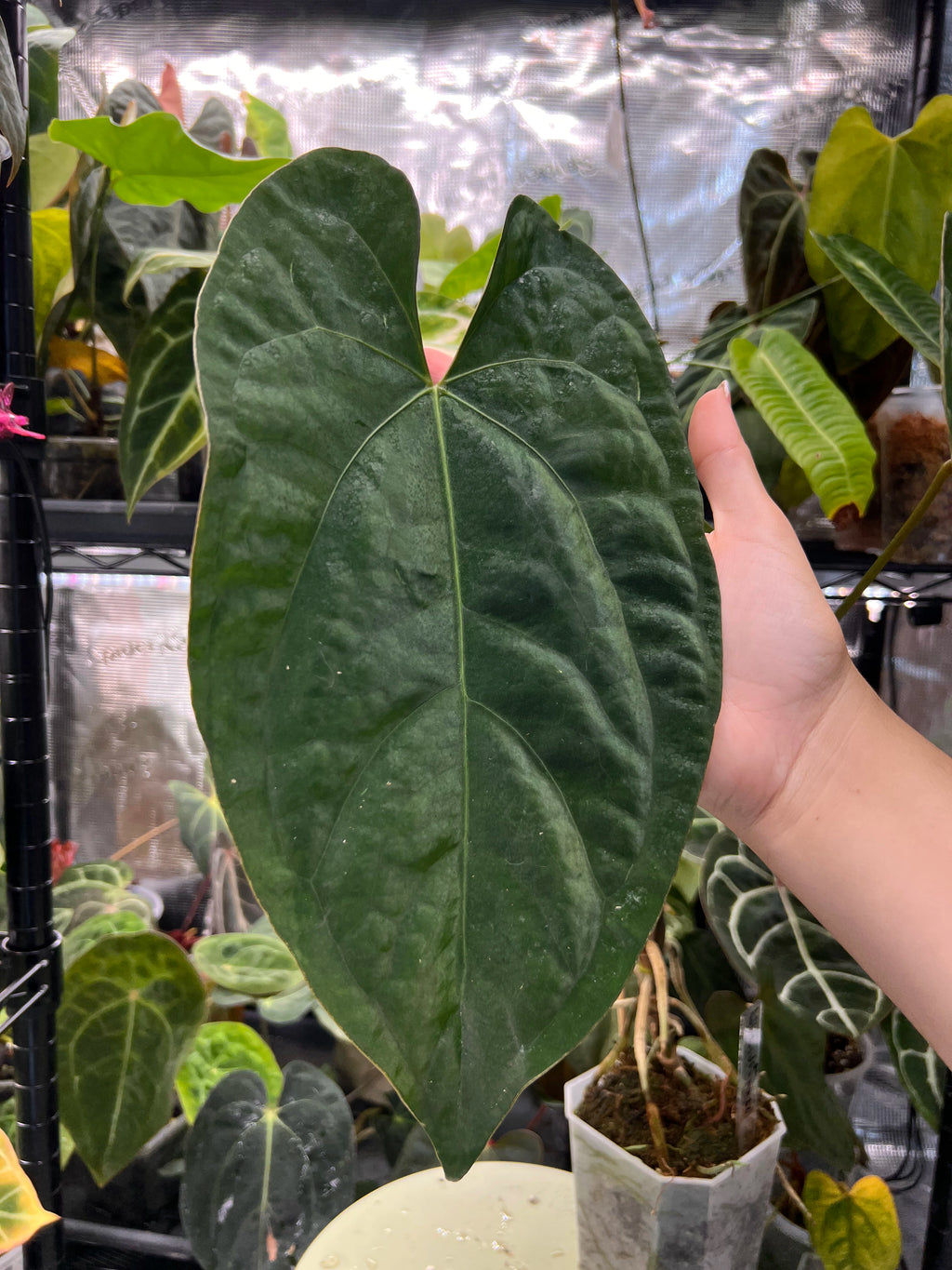 Anthurium (AoS df x AoS gf) x papillilaminum Incurved Lobes