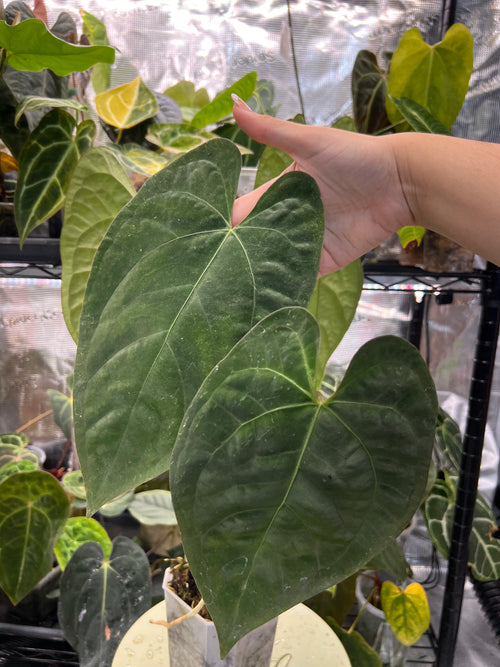 Anthurium (AoS df x AoS gf) x papillilaminum Incurved Lobes