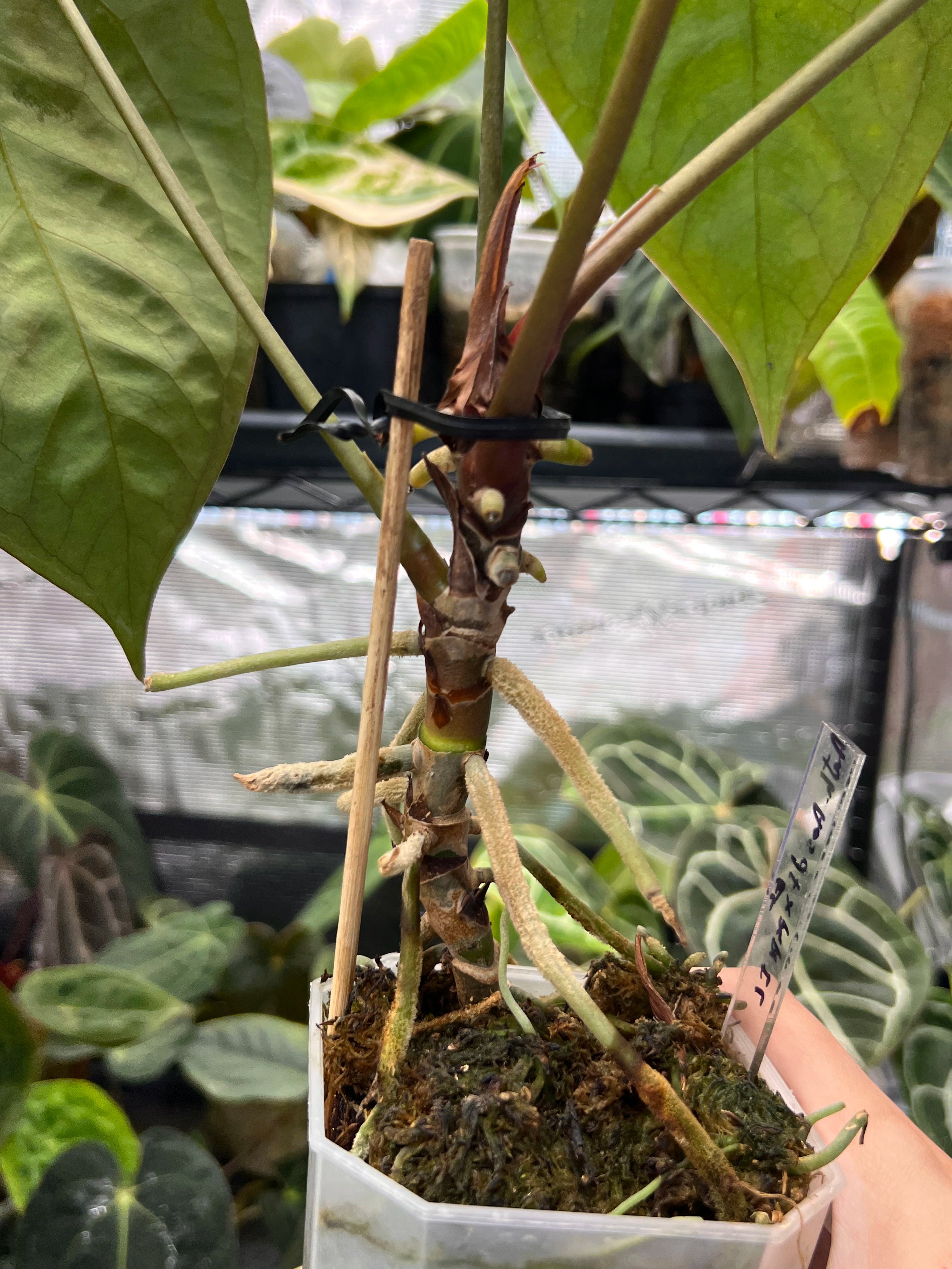 Anthurium (AoS df x AoS gf) x papillilaminum Incurved Lobes