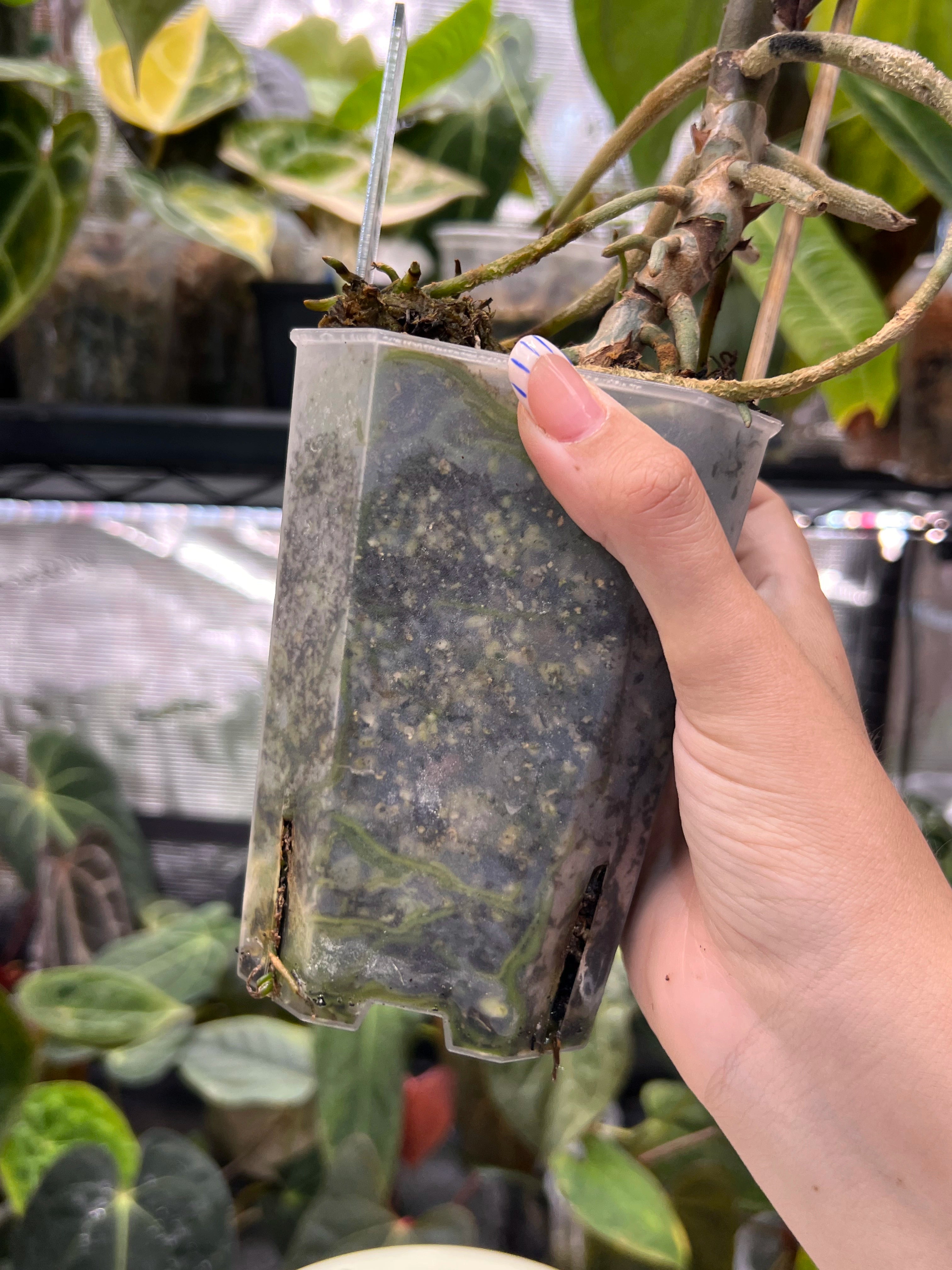 Anthurium (AoS df x AoS gf) x papillilaminum Incurved Lobes