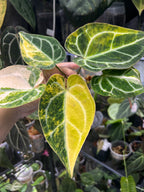 Anthurium Crystallinum silver aurea variegated