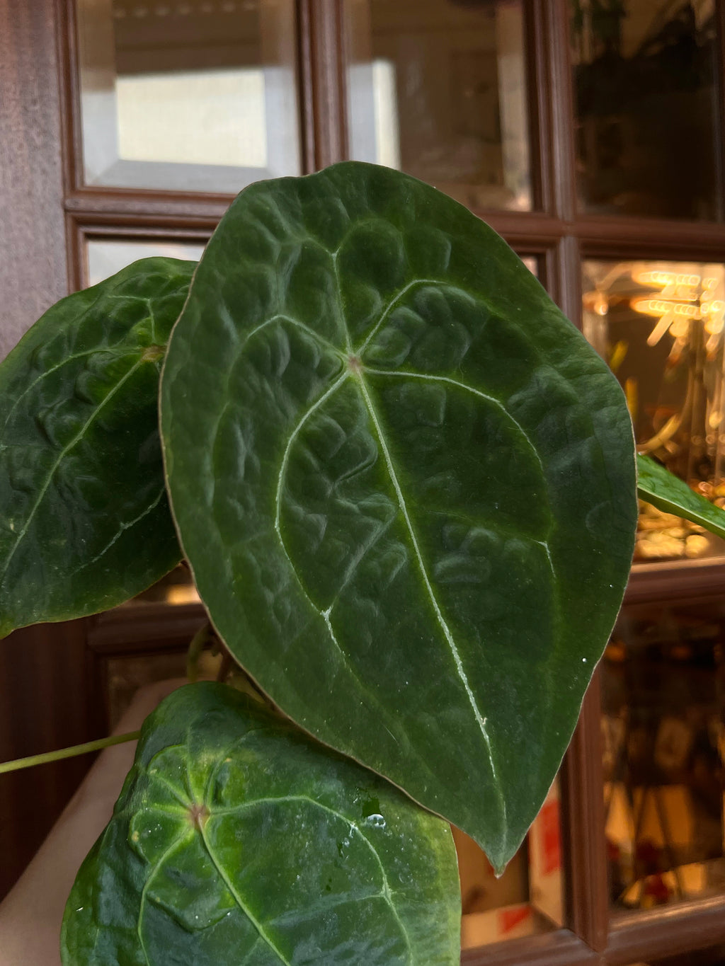 Anthurium forgetii "Malachite Velvet"