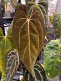Anthurium carlablackiae x Fort Sherman