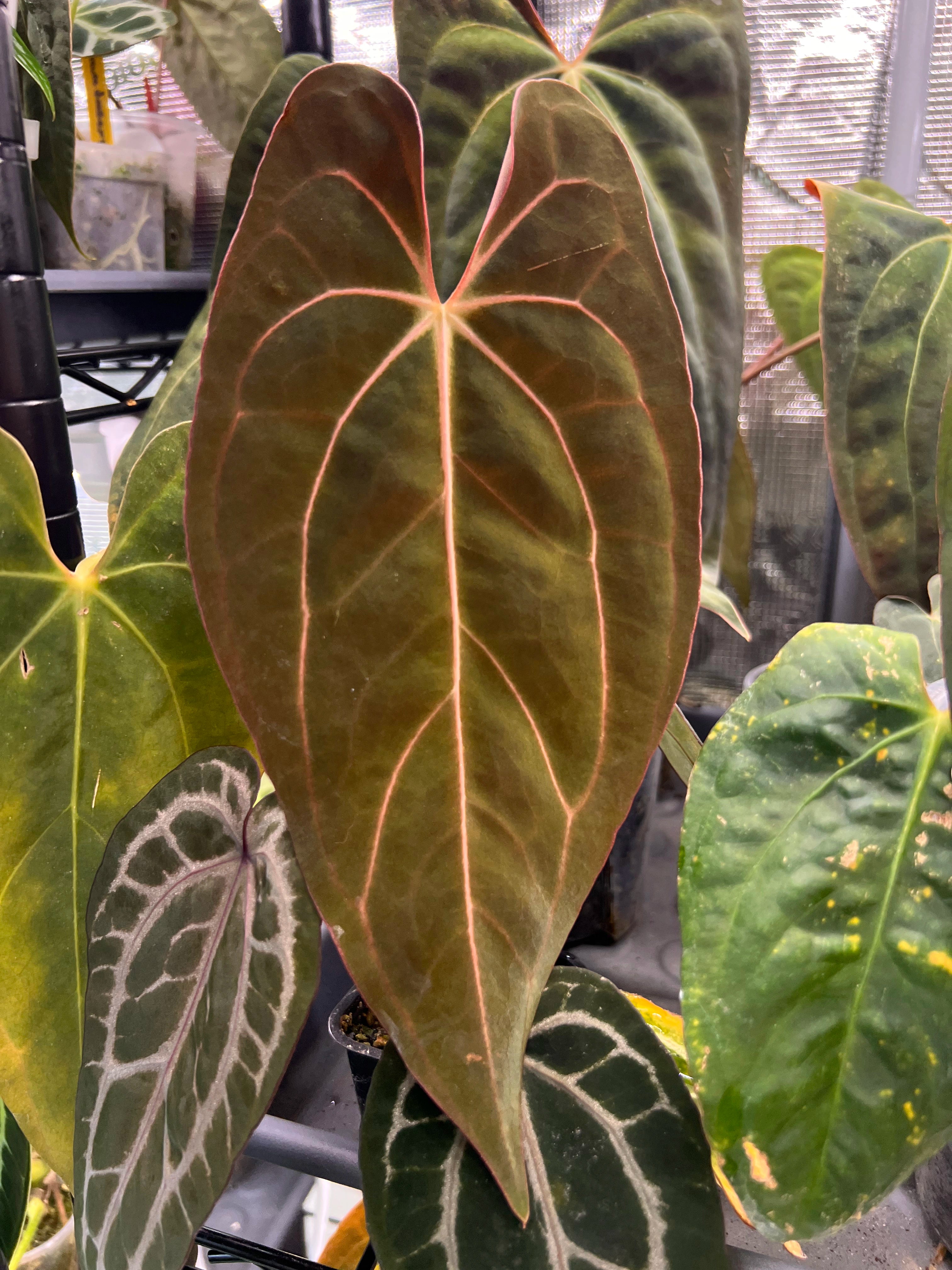 Anthurium carlablackiae x Fort Sherman