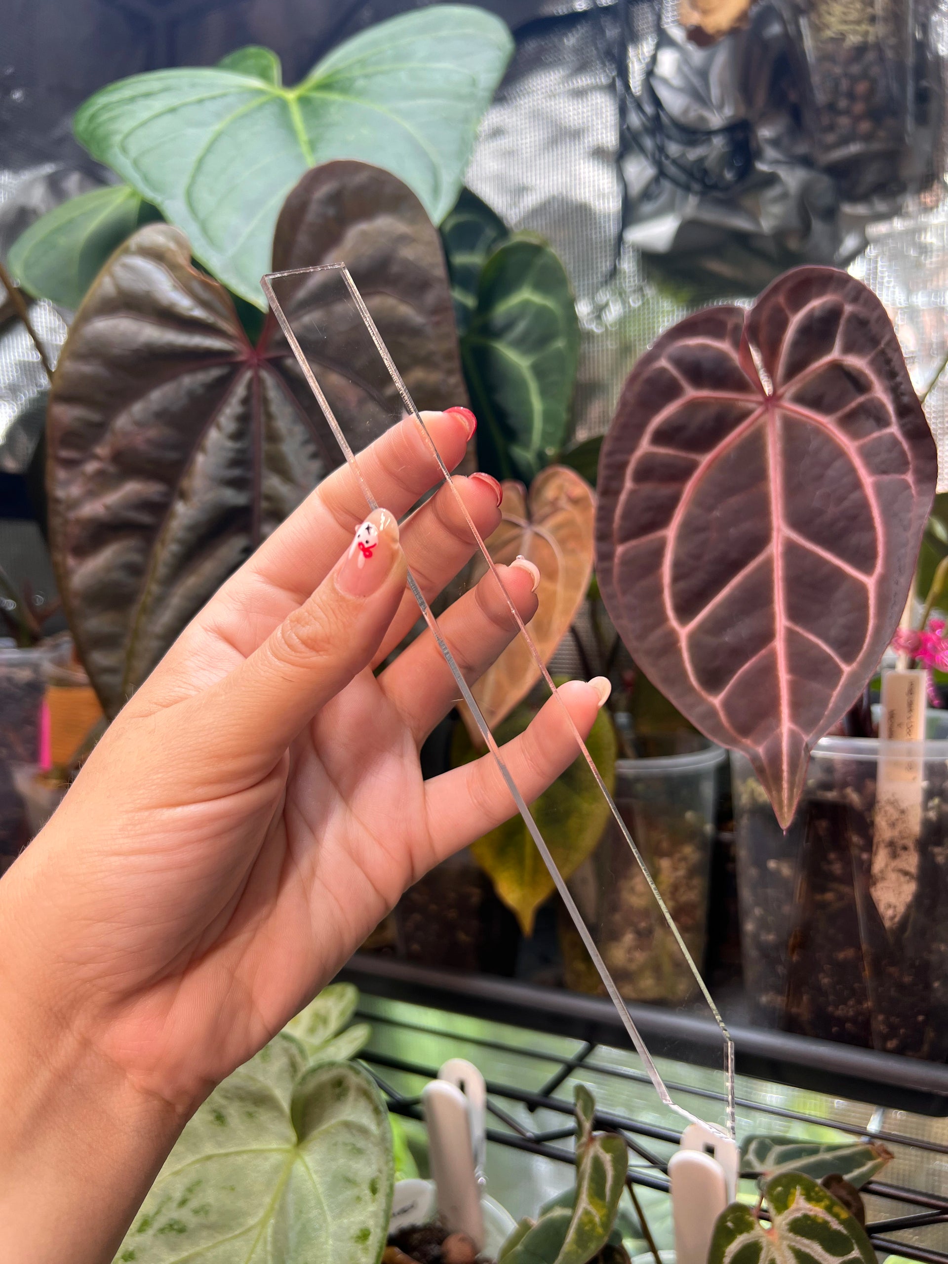 element GLT2 サイズ28.5 色　木炭ライムレッド Acrylic Plant Tags L – Jazzy's Greenhouse
