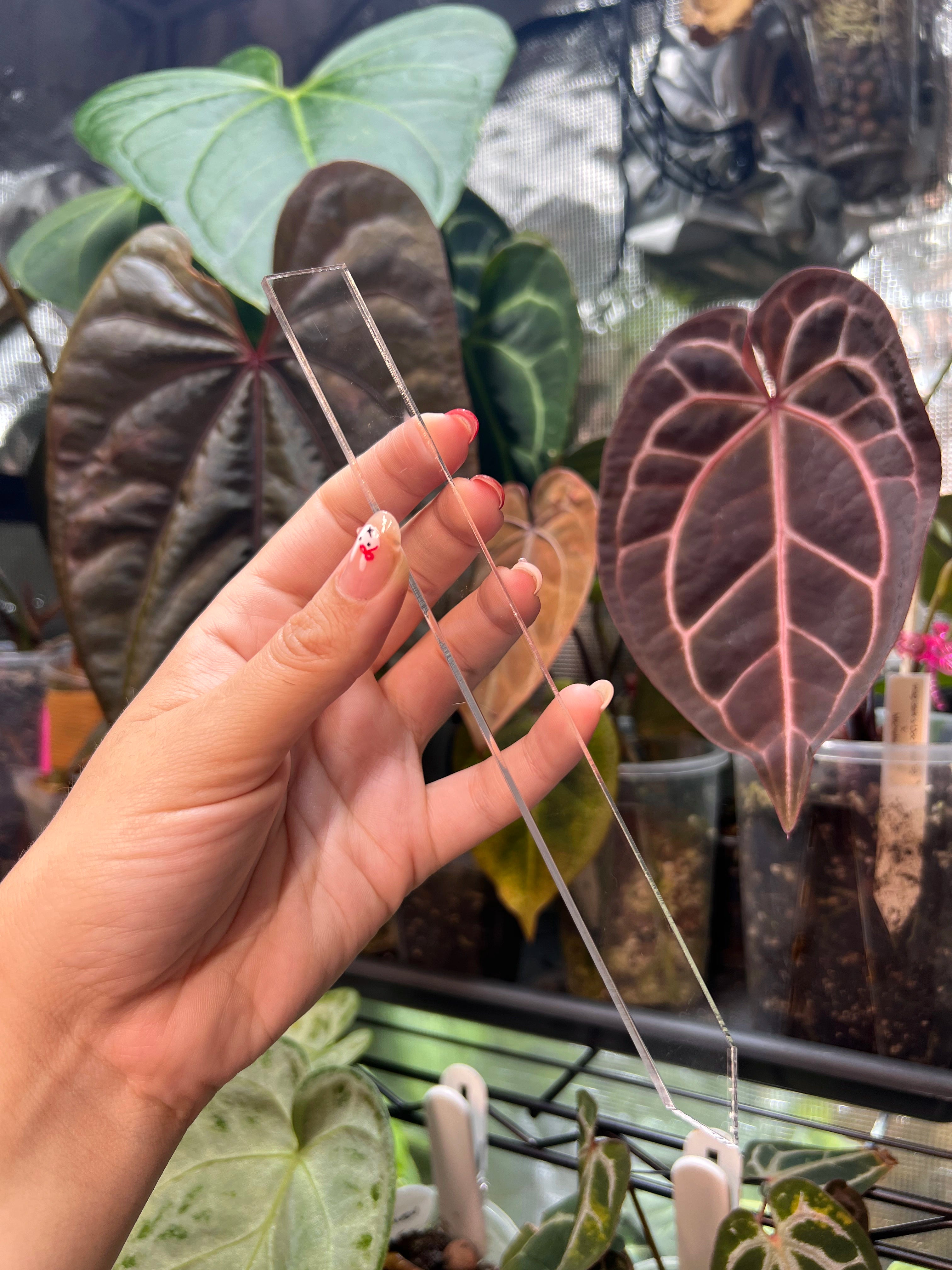 Acrylic Plant Tags L