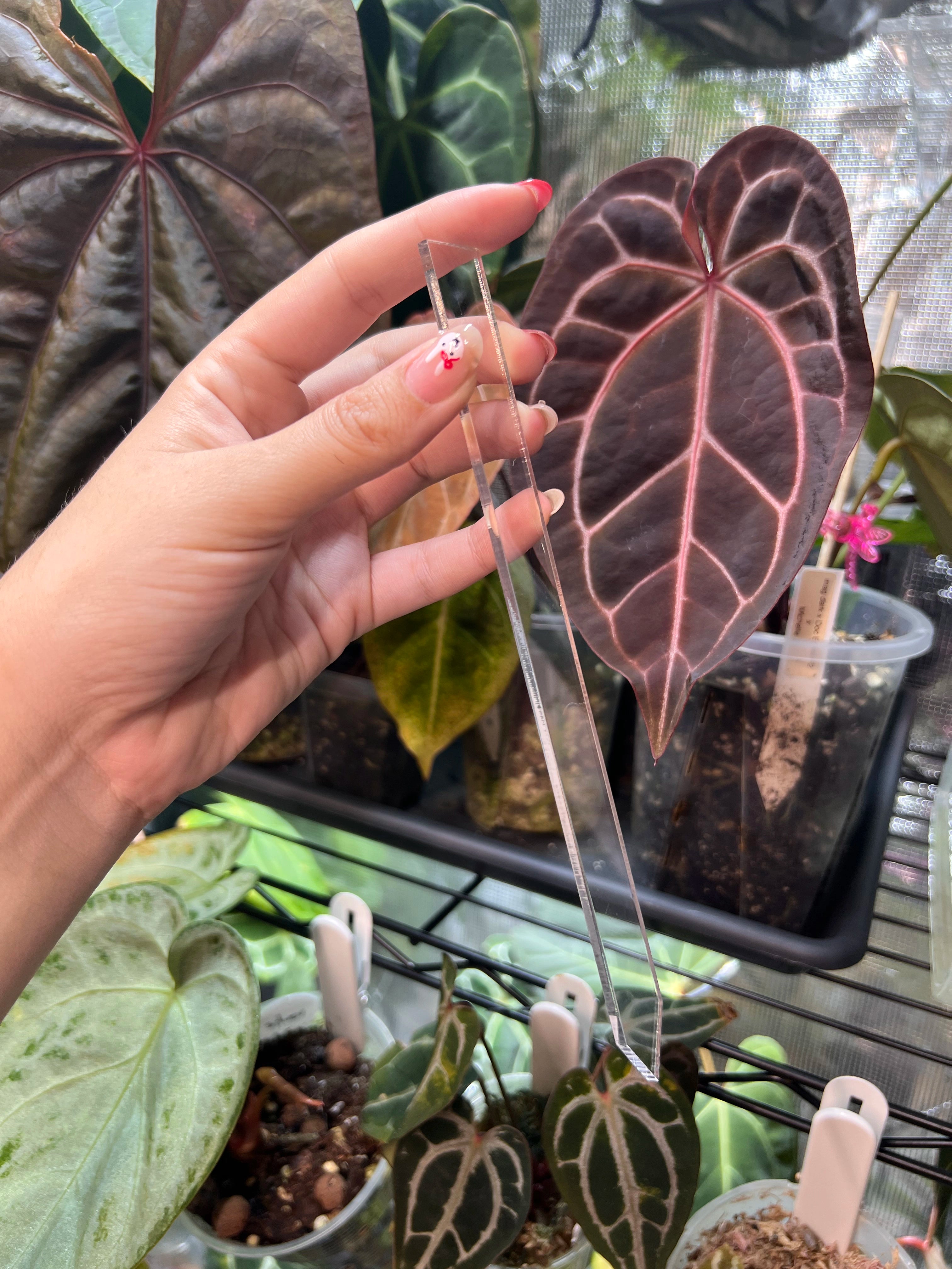 Acrylic Plant Tags L