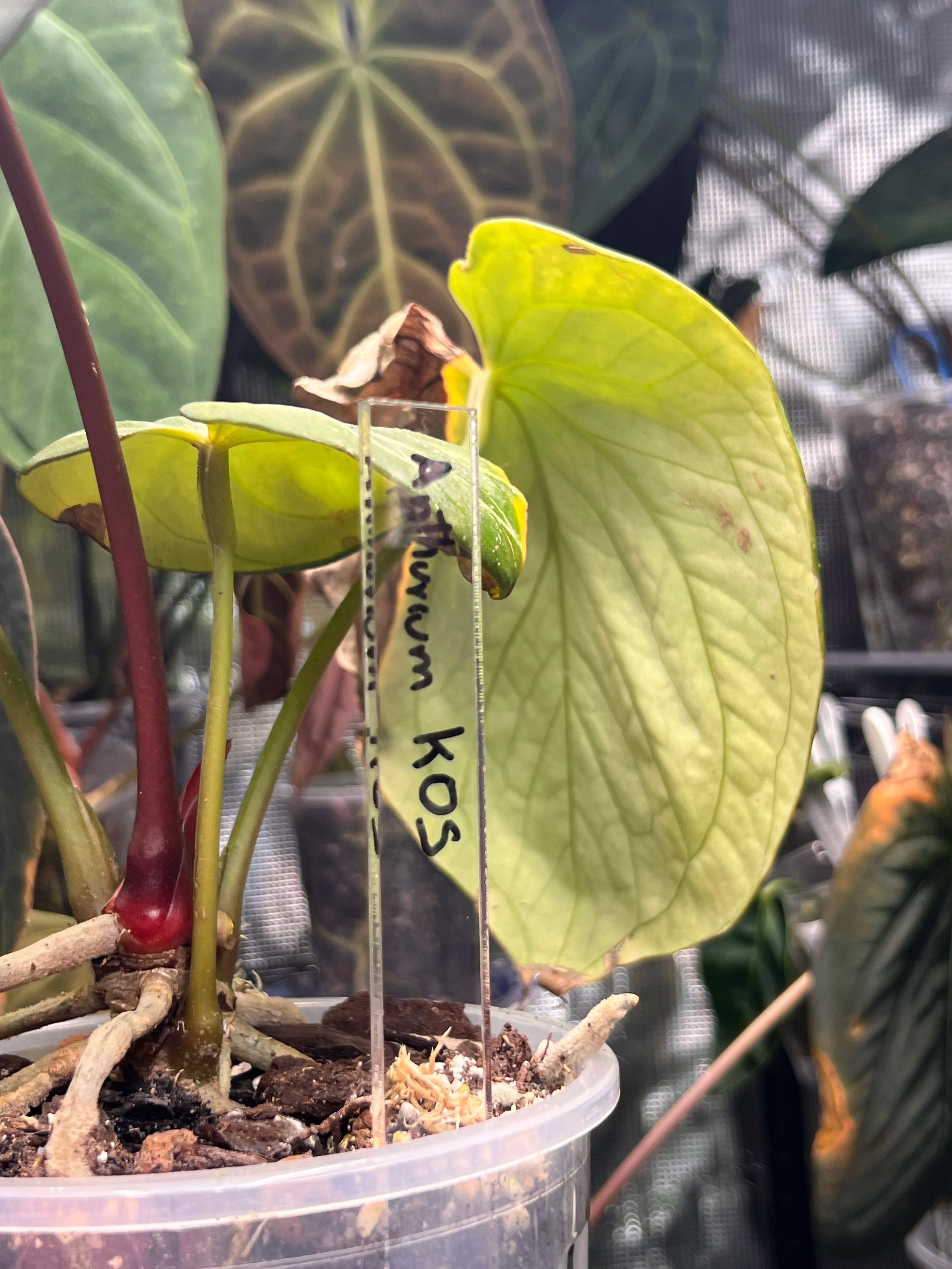 Acrylic Plant Tags L