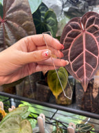 Acrylic Plant Tags