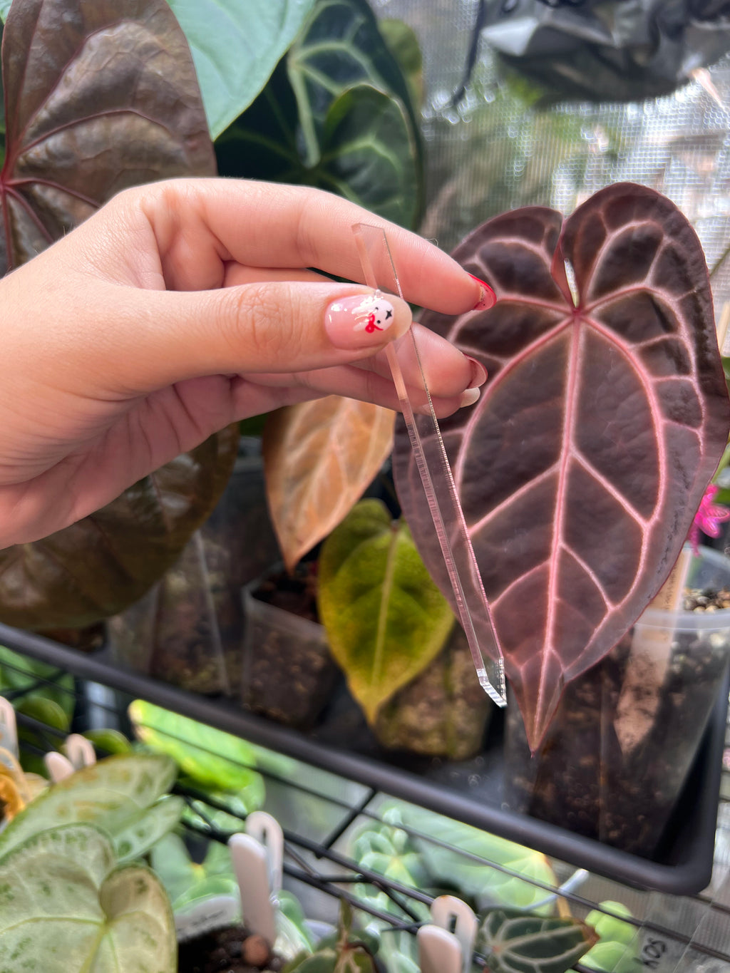 Acrylic Plant Tags