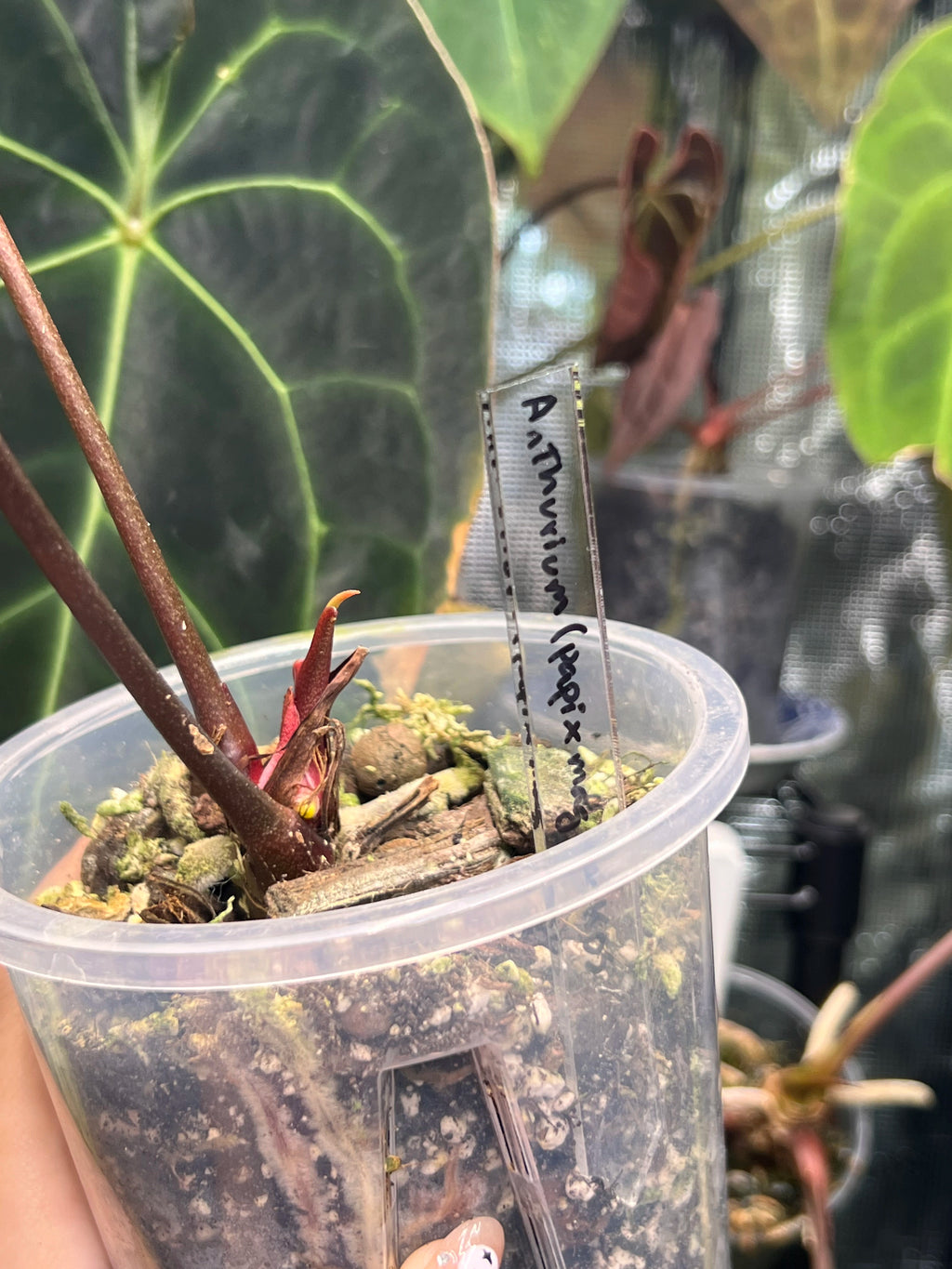 Acrylic Plant Tags
