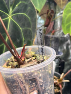 Acrylic Plant Tags