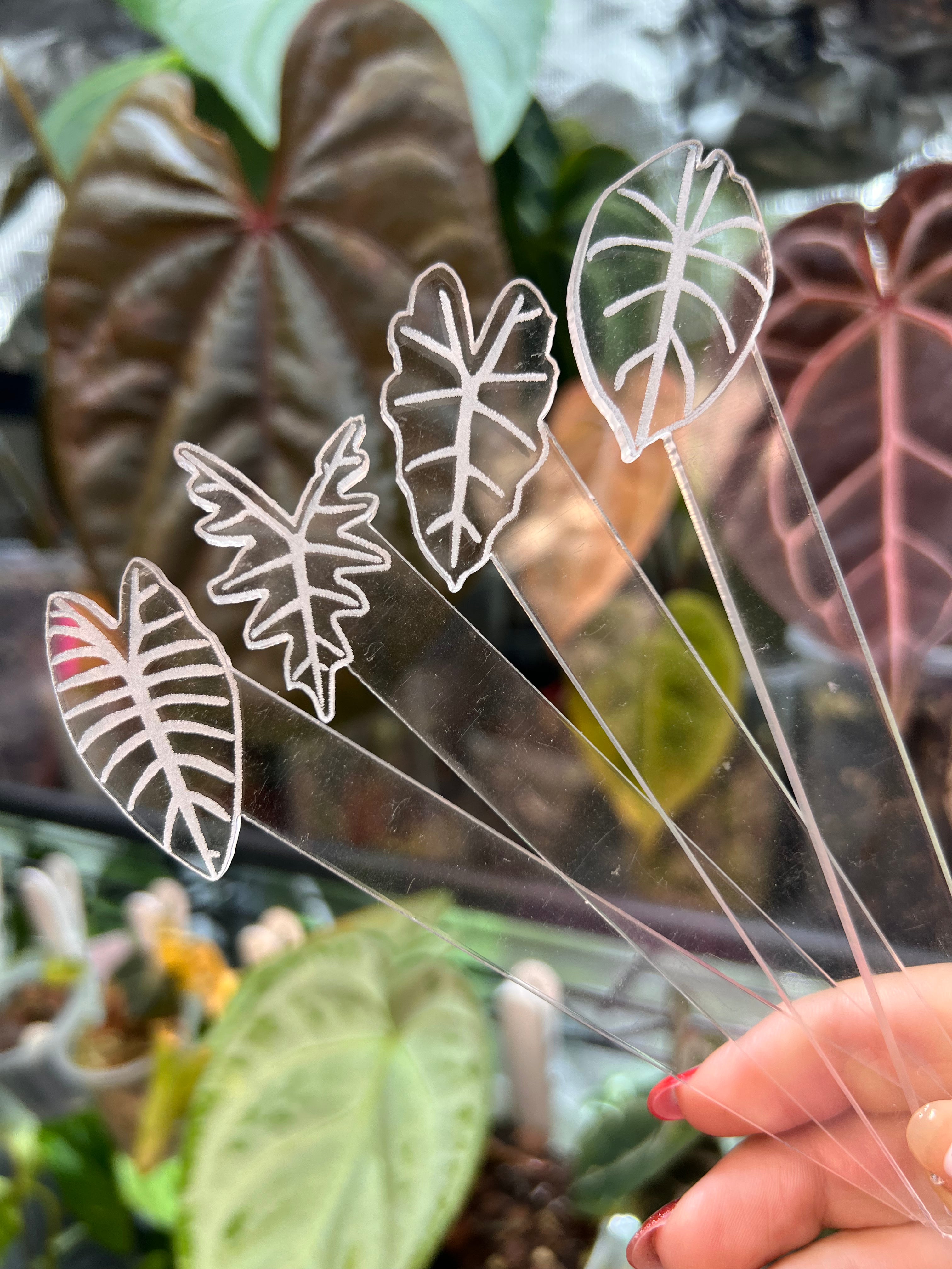 Alocasia Acrylic Plant Tags