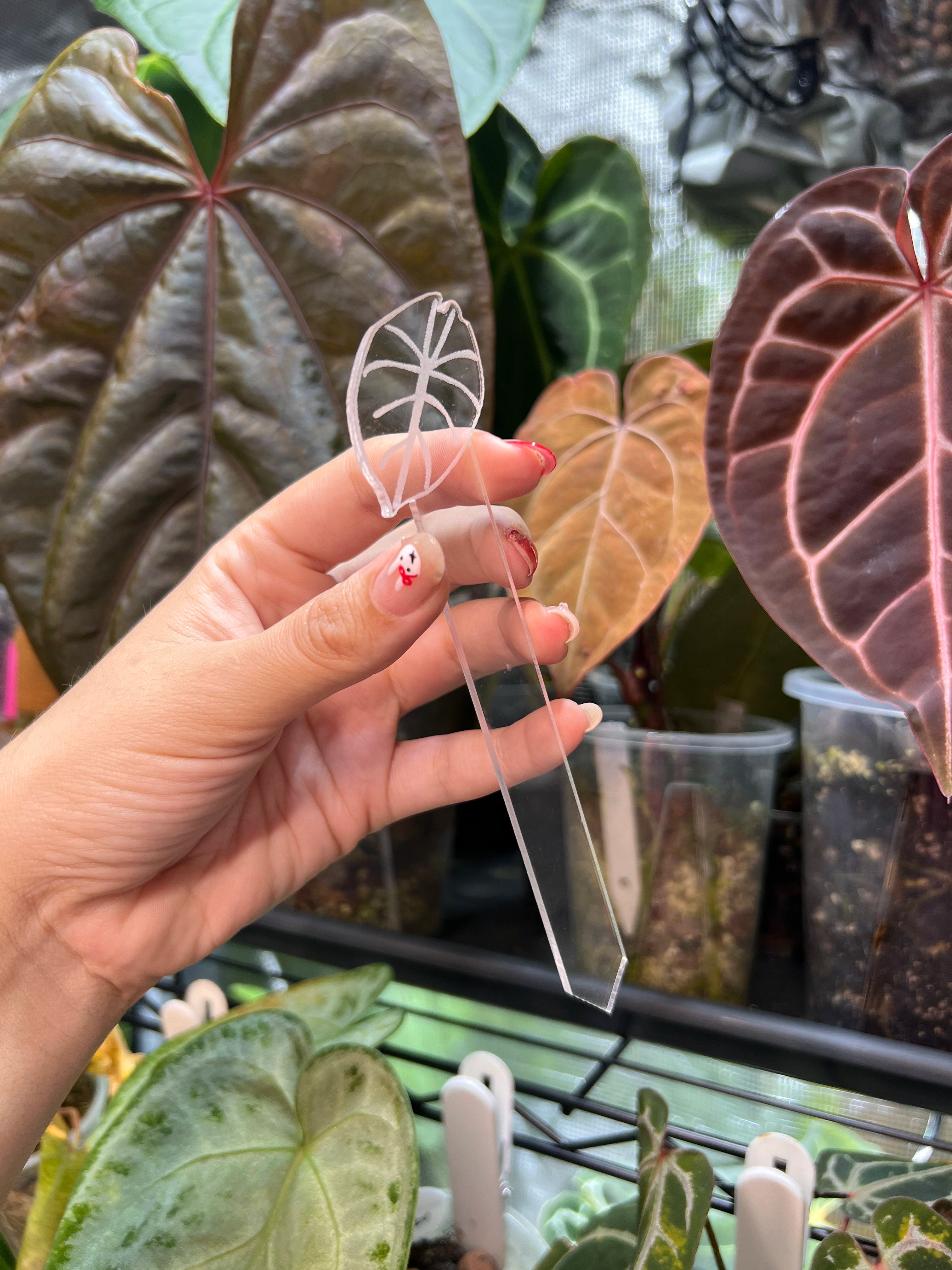 Alocasia Acrylic Plant Tags