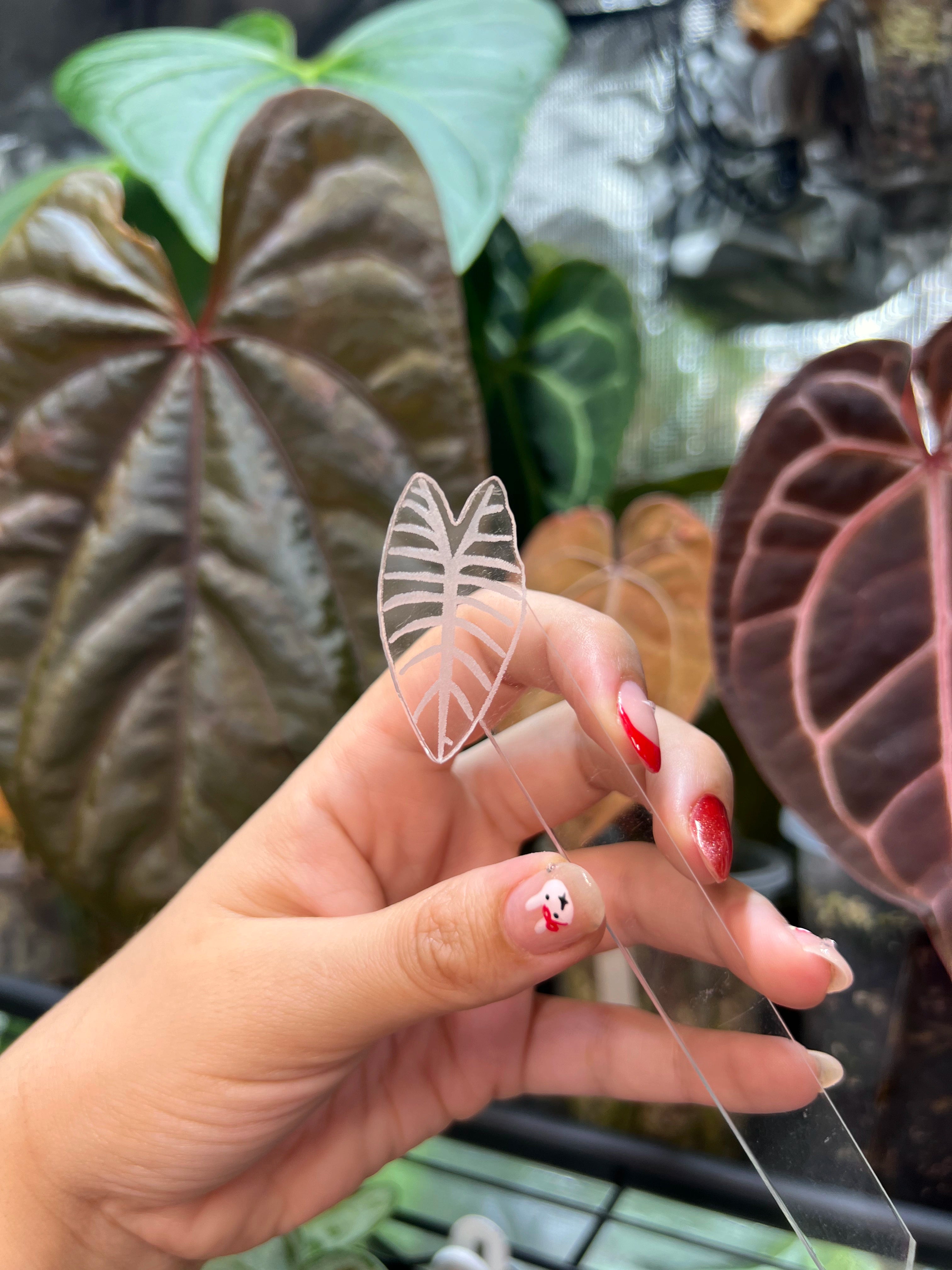 Alocasia Acrylic Plant Tags