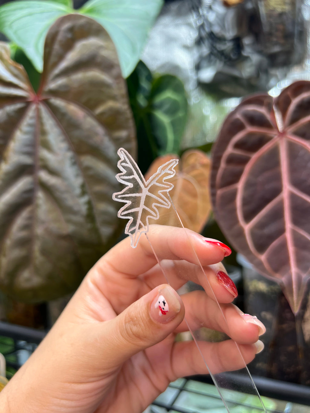 Alocasia Acrylic Plant Tags