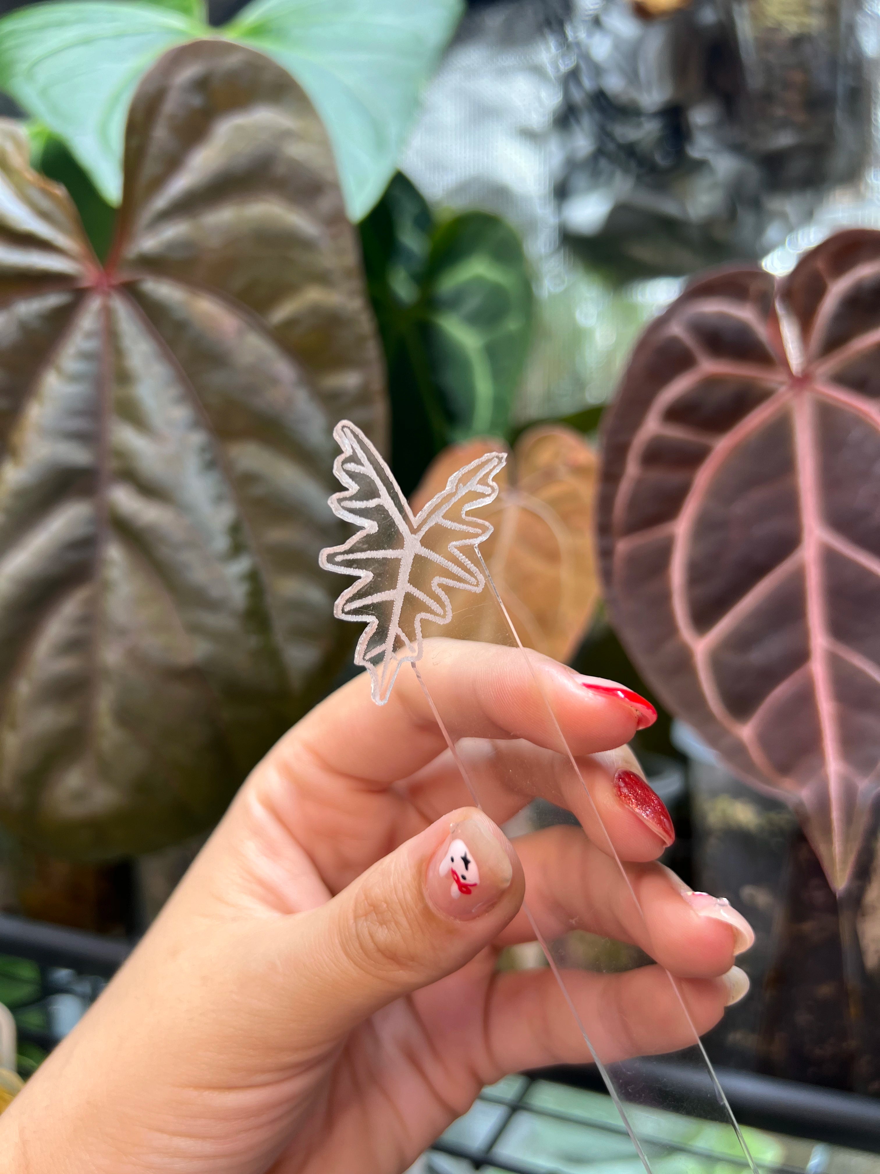 Alocasia Acrylic Plant Tags