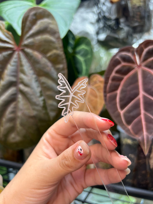 Alocasia Acrylic Plant Tags