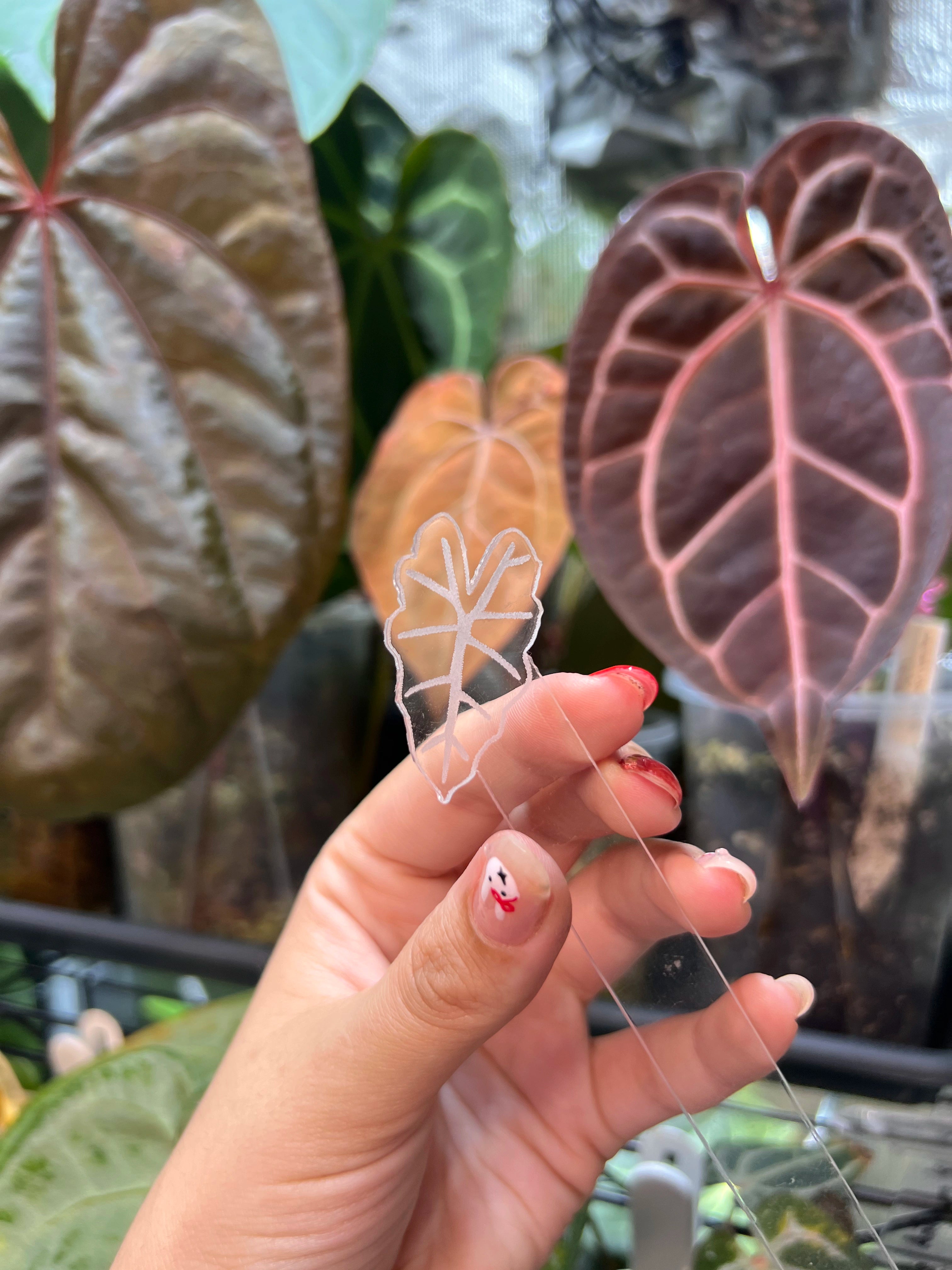 Alocasia Acrylic Plant Tags