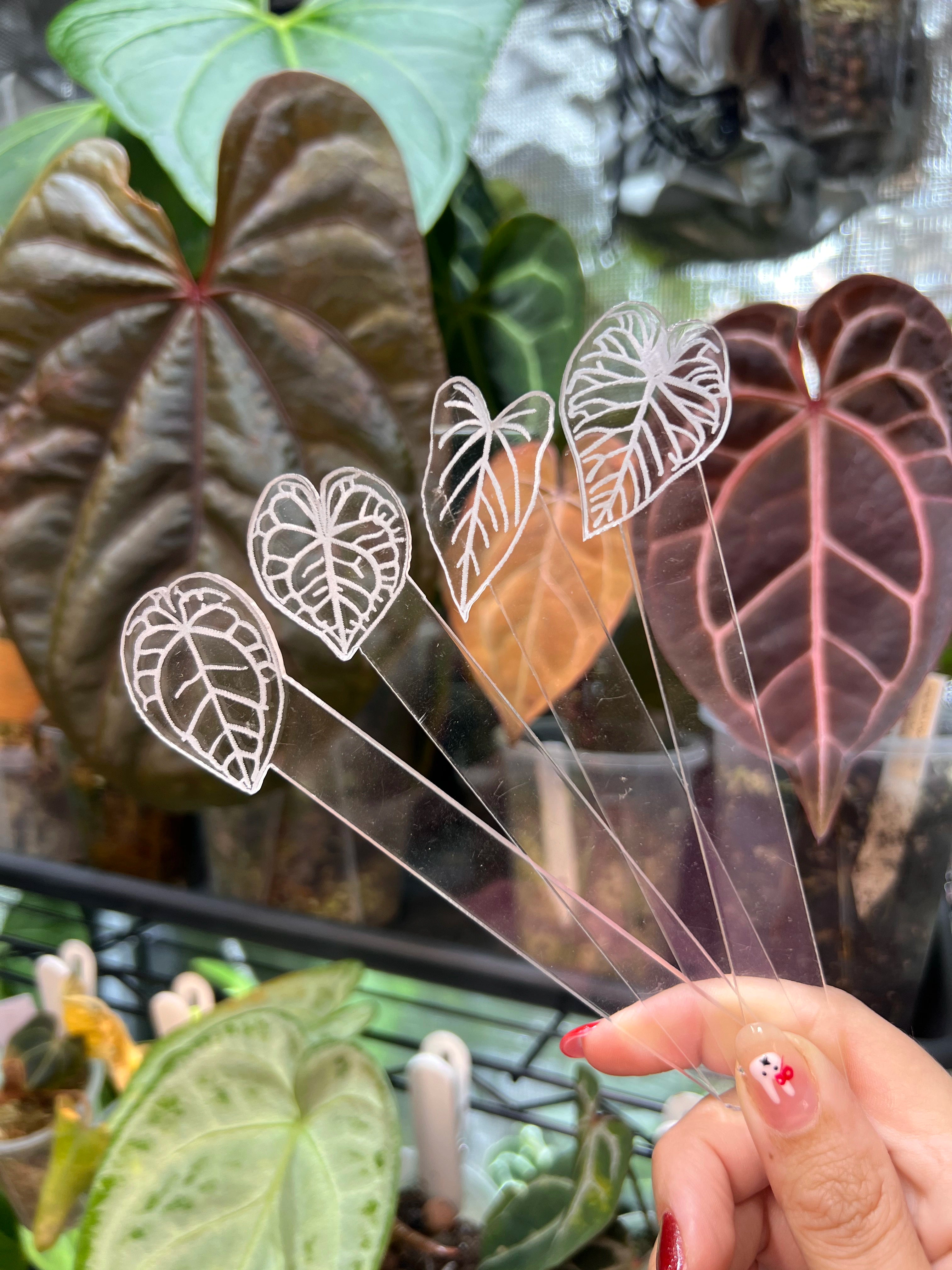 Anthurium Acrylic Plant Tags