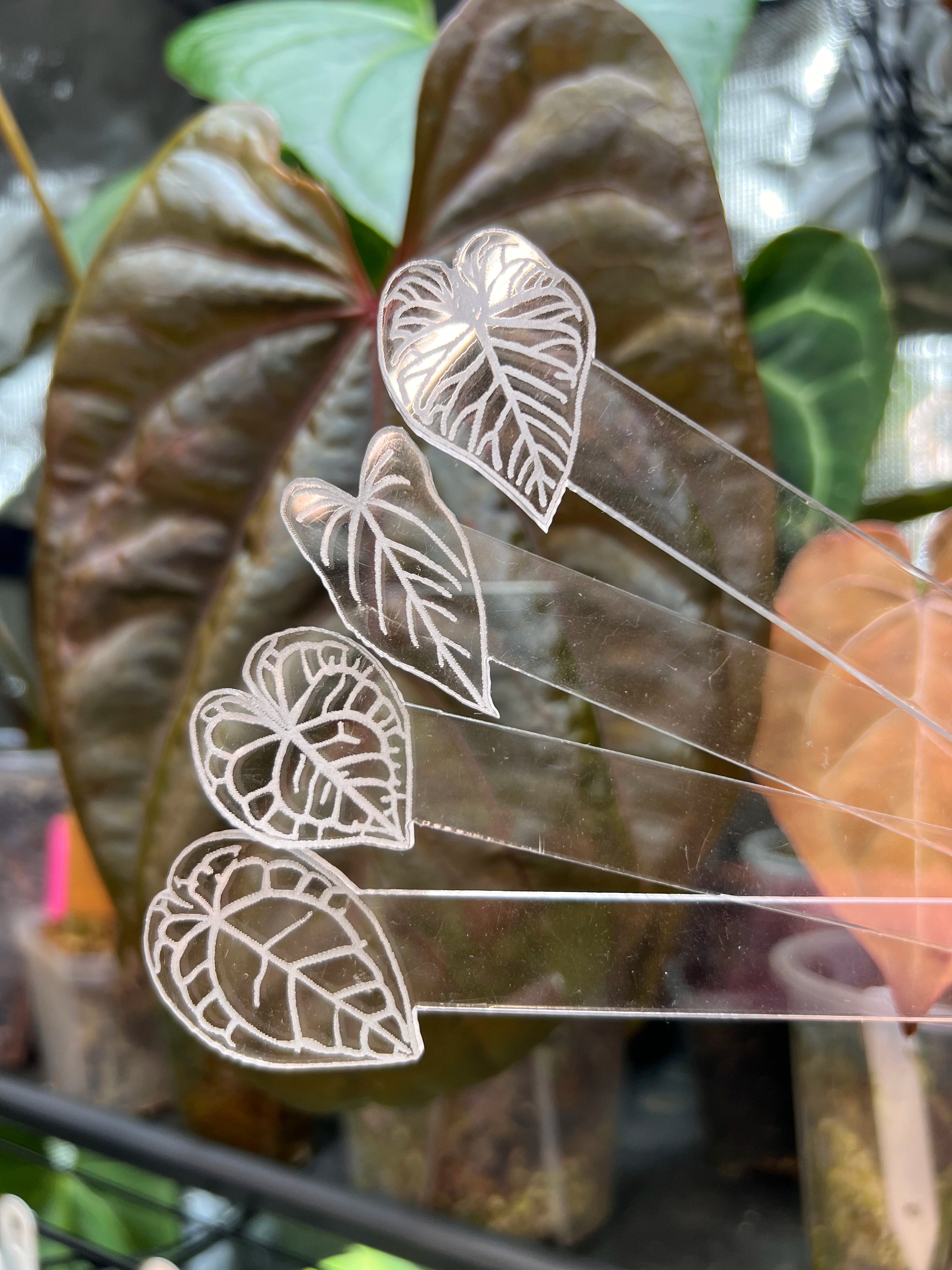Anthurium Acrylic Plant Tags
