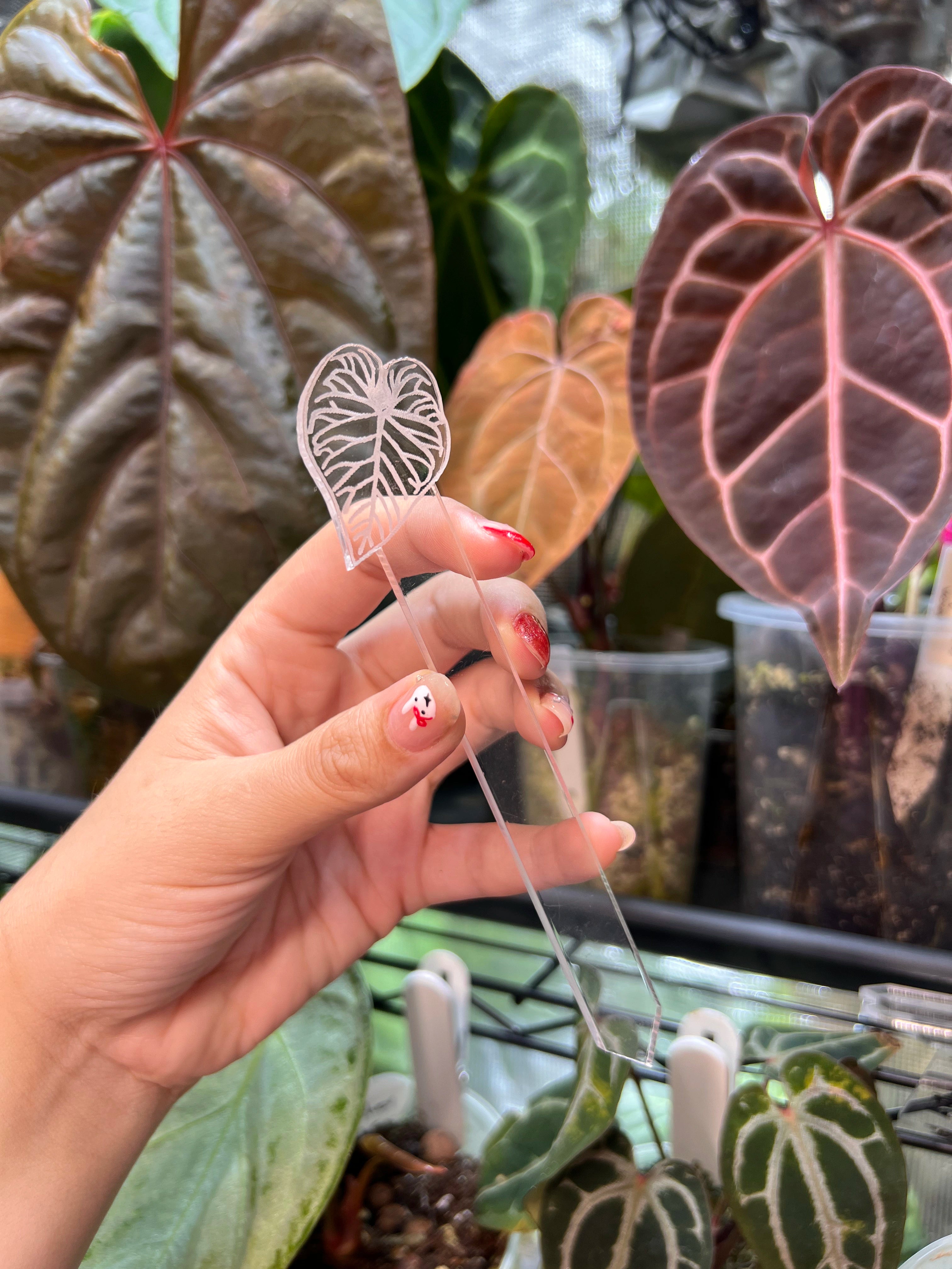 Anthurium Acrylic Plant Tags