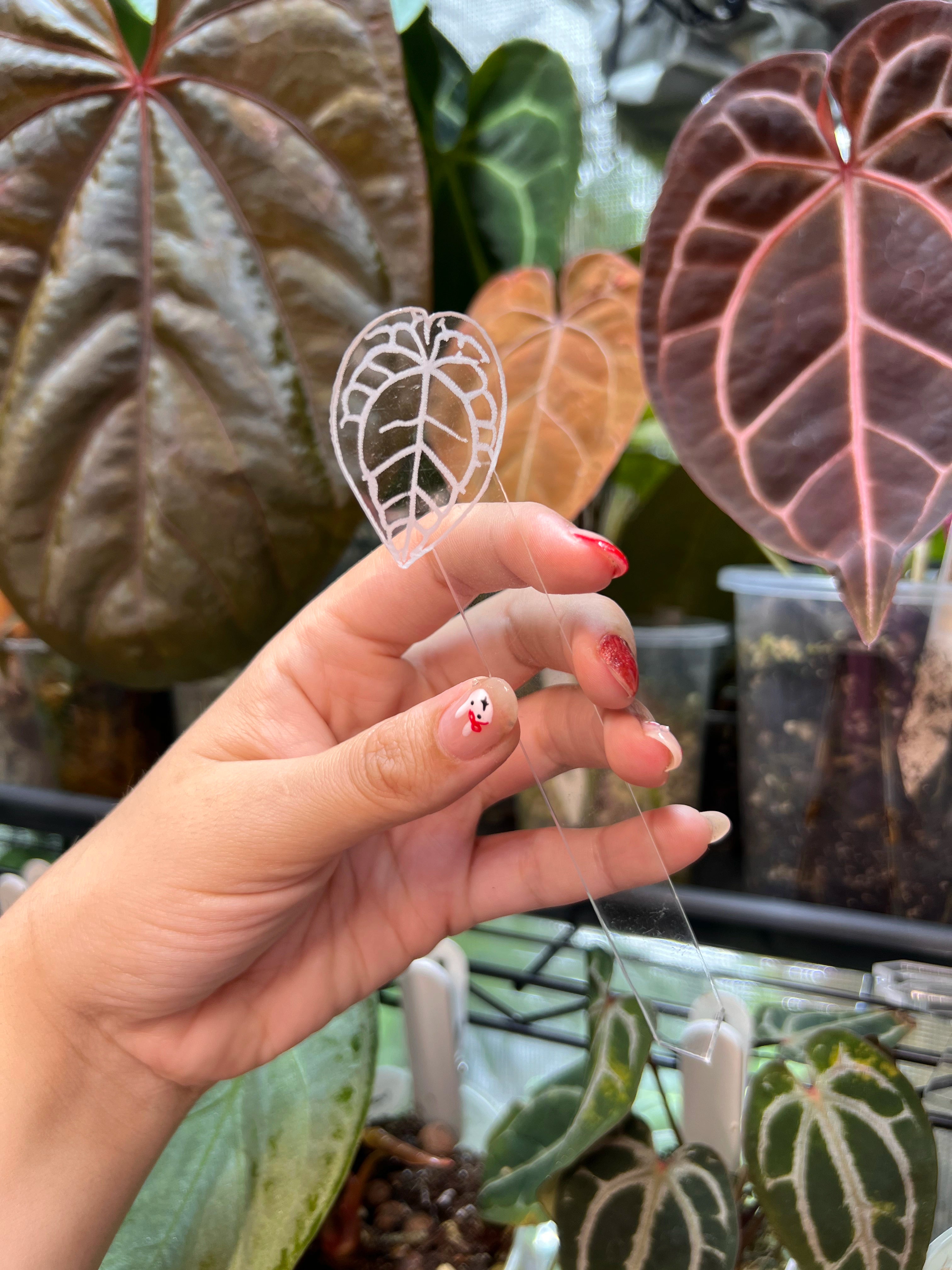 Anthurium Acrylic Plant Tags
