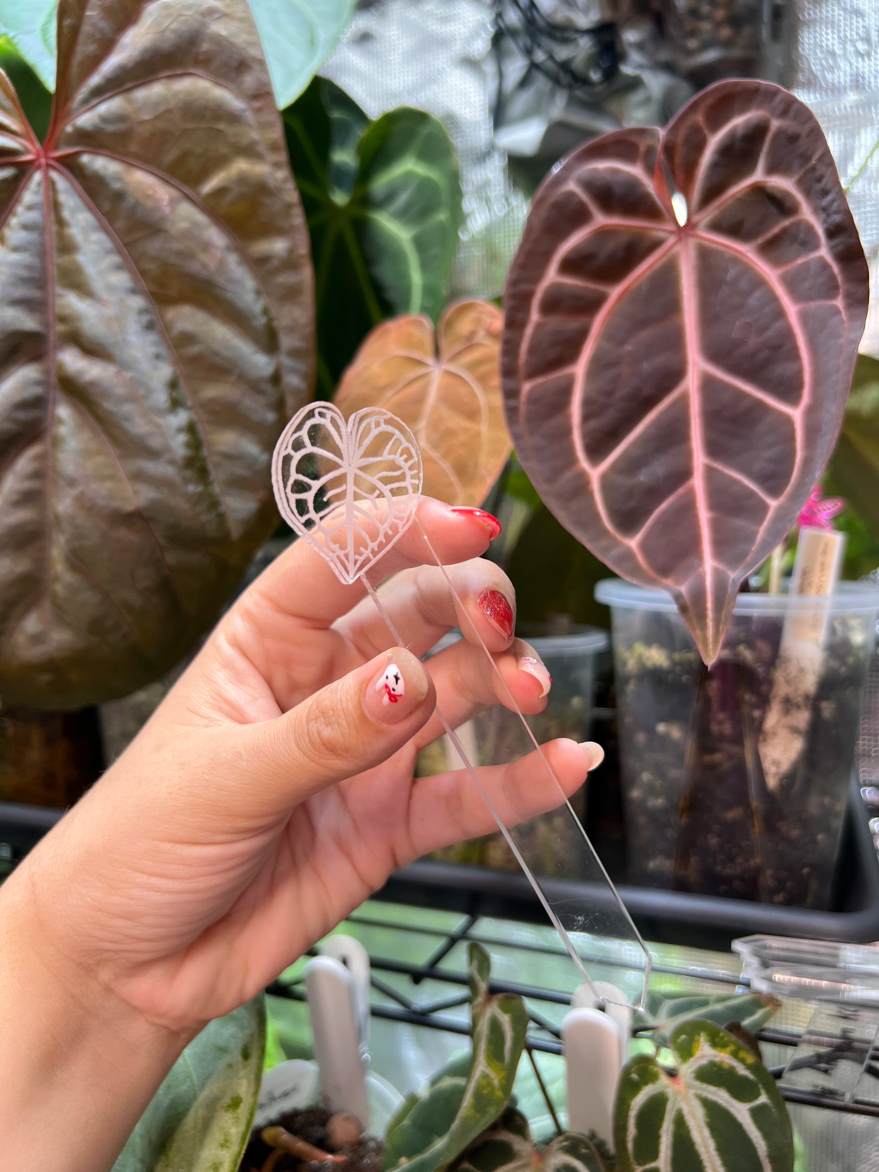 Anthurium Acrylic Plant Tags
