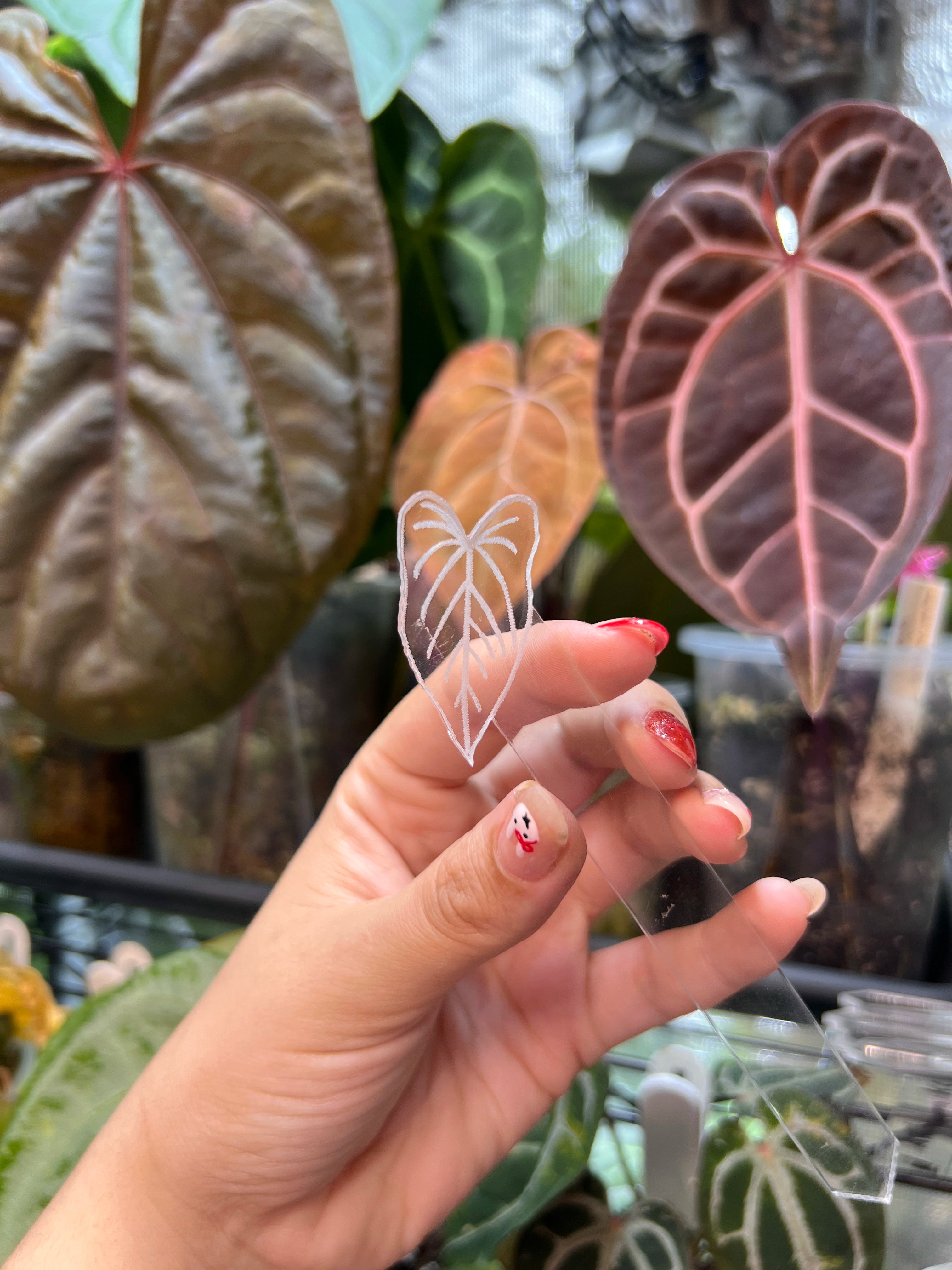 Anthurium Acrylic Plant Tags