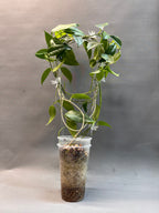 Arch Trellis
