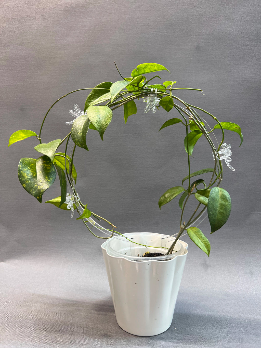 Circle Trellis