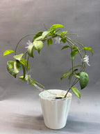 Circle Trellis