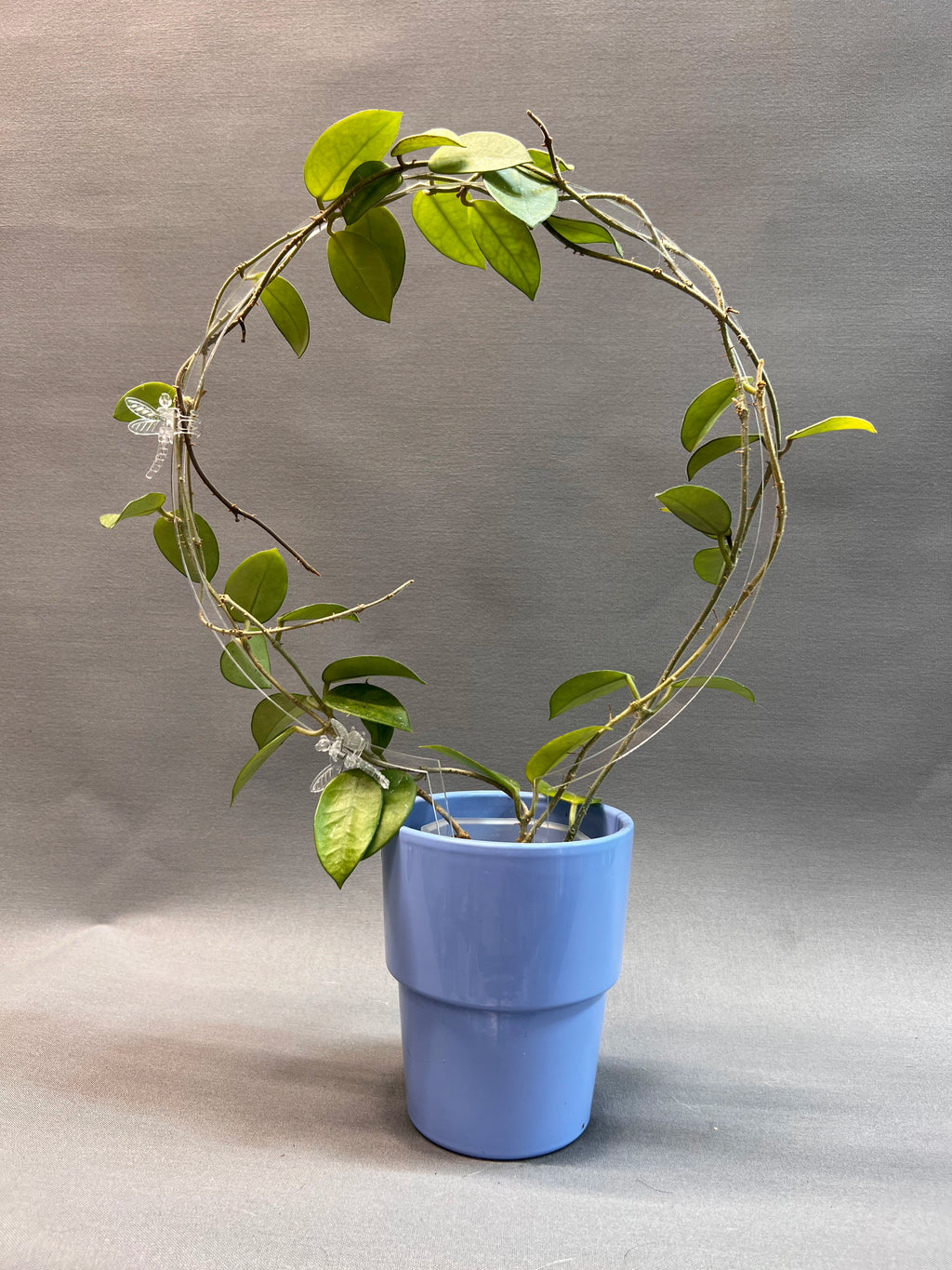 Circle Trellis