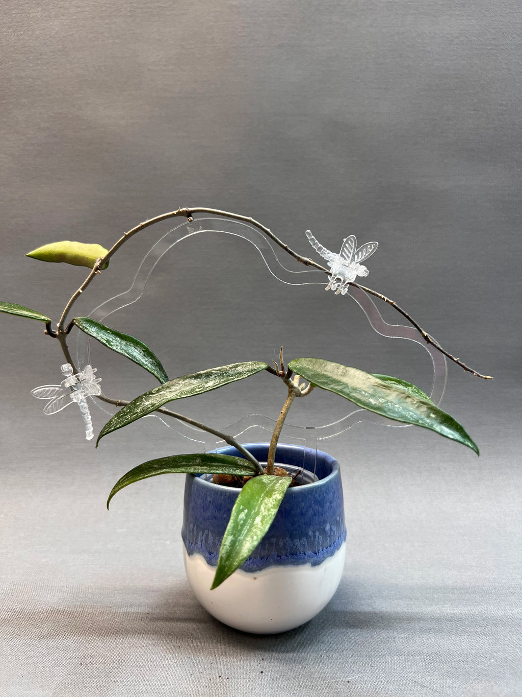 Cloud Trellis