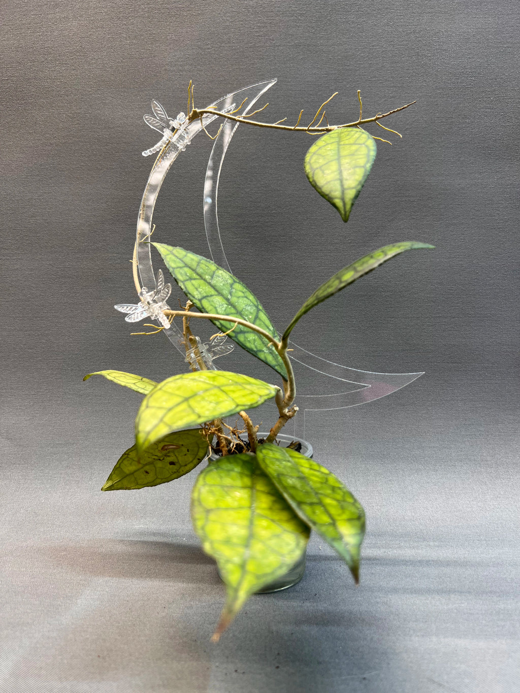 Moon Trellis