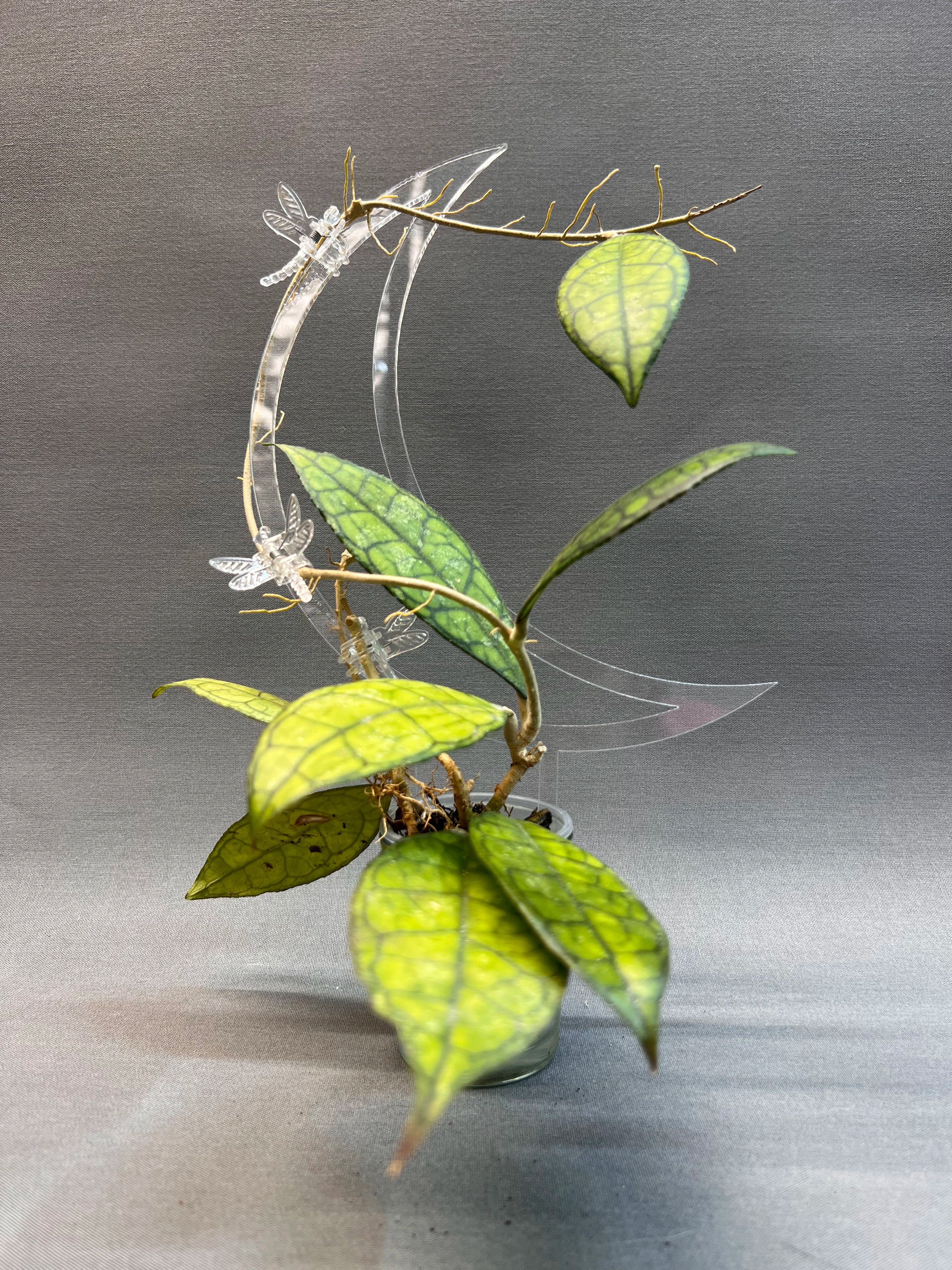 Moon Trellis
