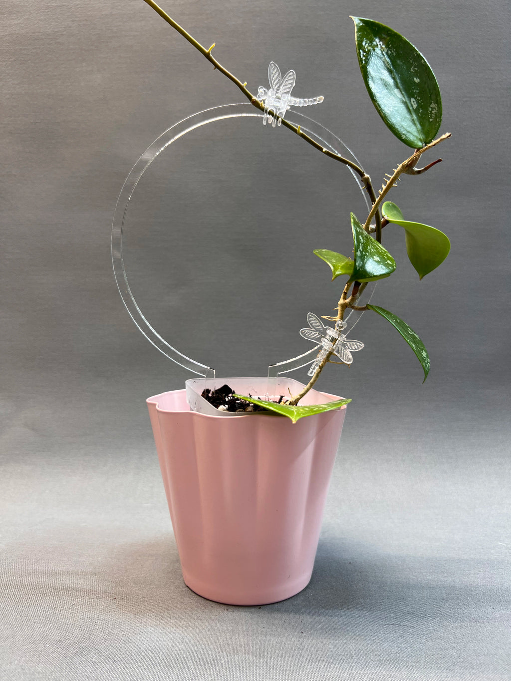 Circle Trellis