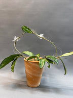 Cloud Trellis