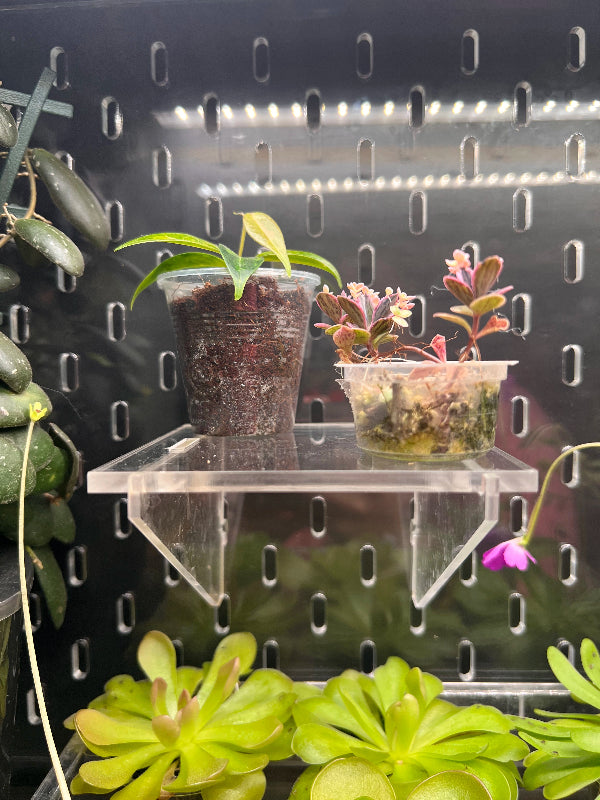 Acrylic Shelf 10.5x10 cm